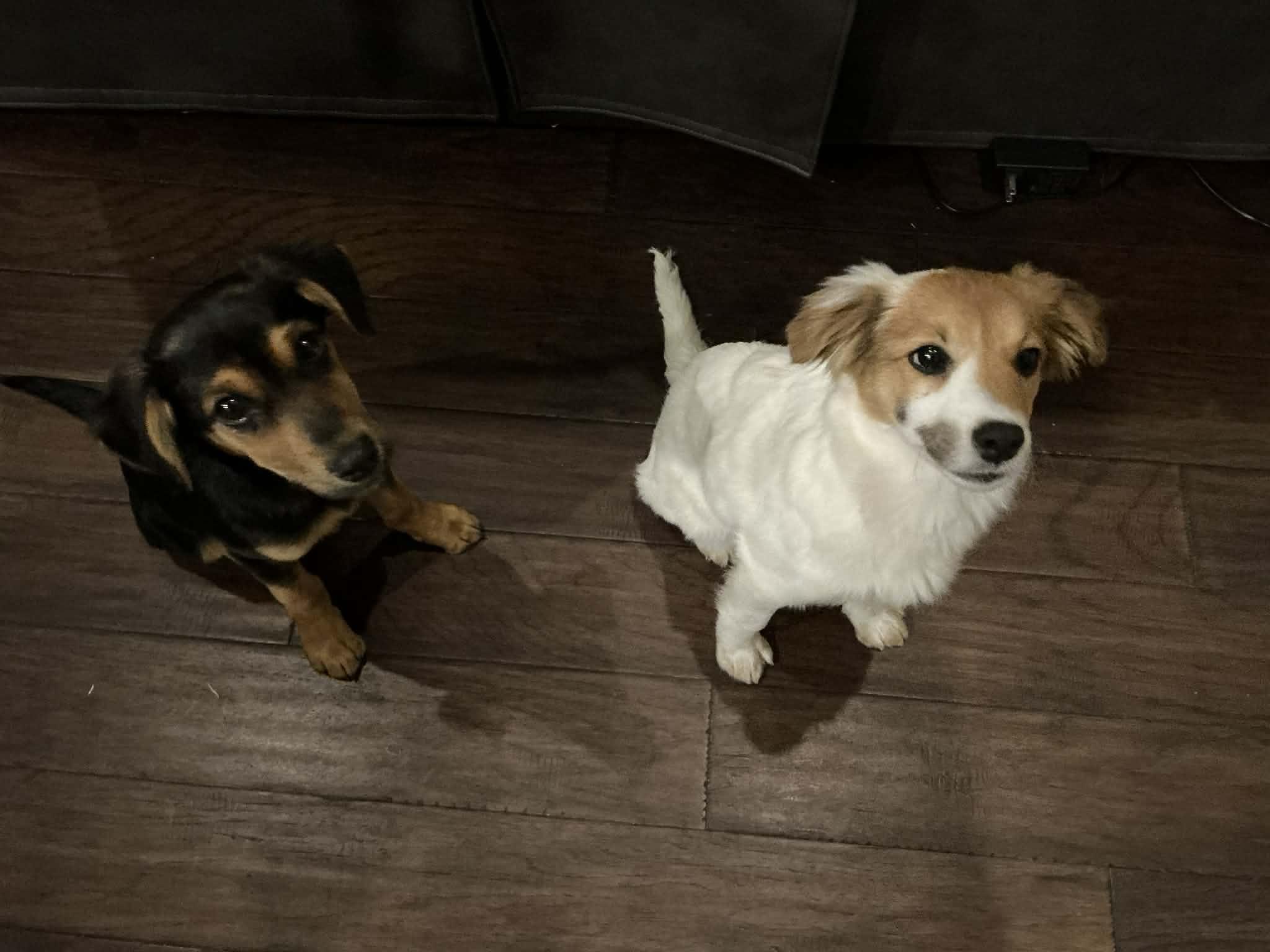 Enlarge Dustin, a ADOPTABLE mixed breed in Cross Roads, TX image 3/6