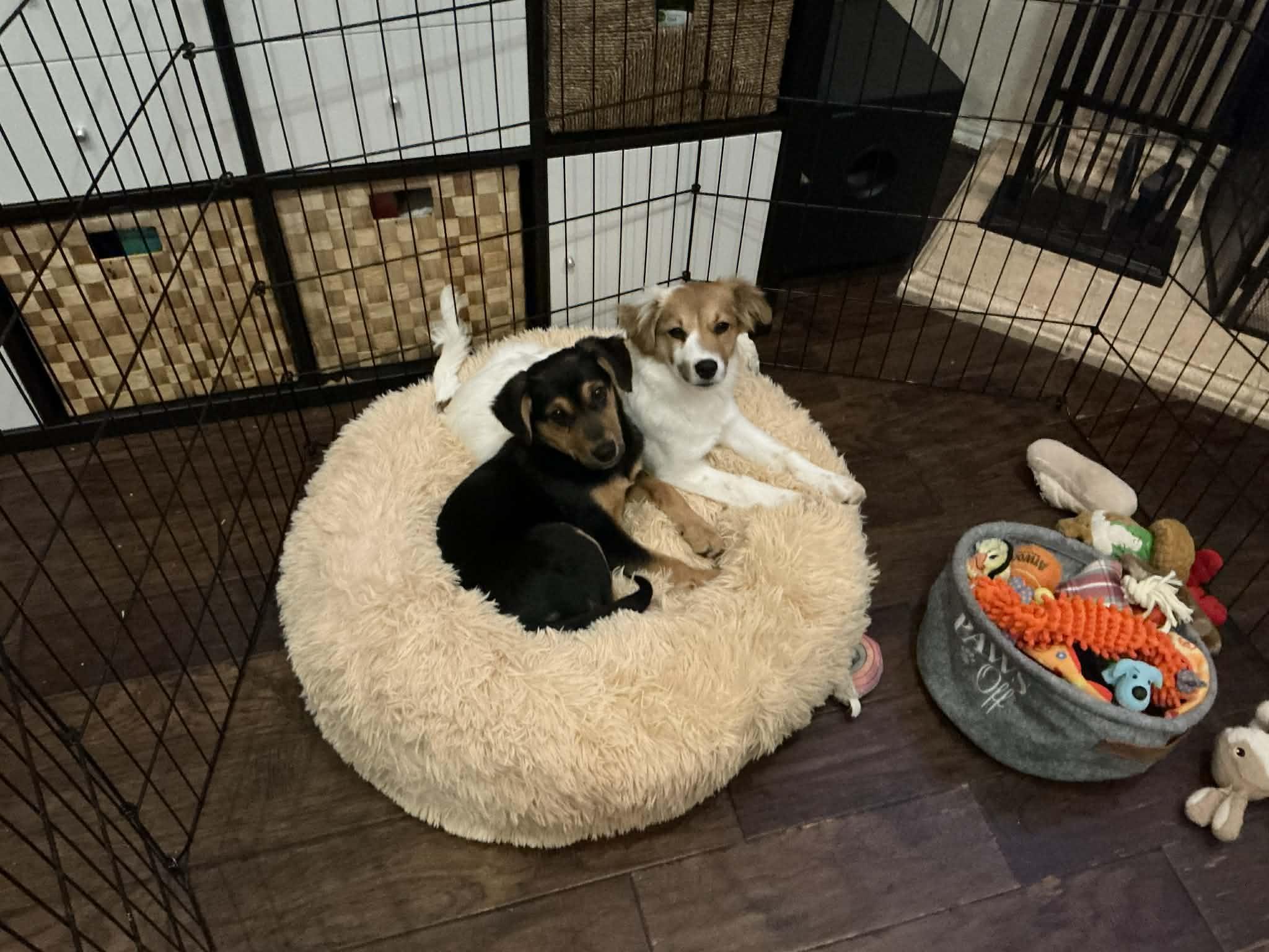 Enlarge Dustin, a ADOPTABLE mixed breed in Cross Roads, TX image 2/6