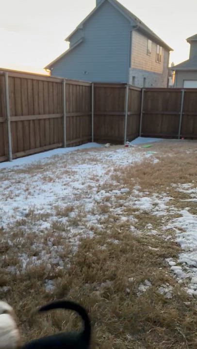 Enlarge Dustin, a ADOPTABLE mixed breed in Cross Roads, TX video 5/6