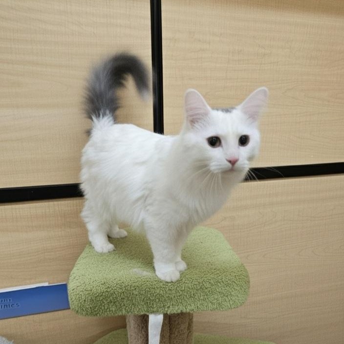 Elf, an adopted mixed breed in SCOTTSDALE, AZ image 3/4