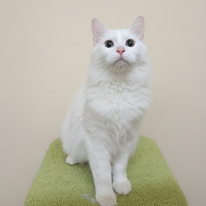 Elf, an adopted mixed breed in SCOTTSDALE, AZ image 1/4