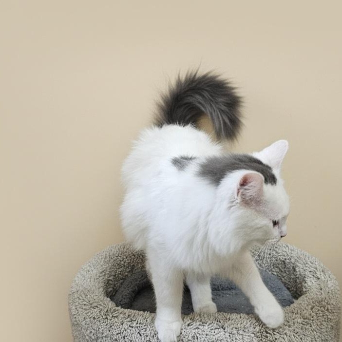 Elf, an adopted mixed breed in SCOTTSDALE, AZ image 4/4