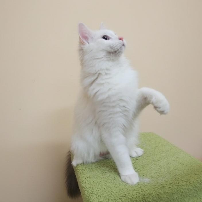 Elf, an adopted mixed breed in SCOTTSDALE, AZ image 2/4