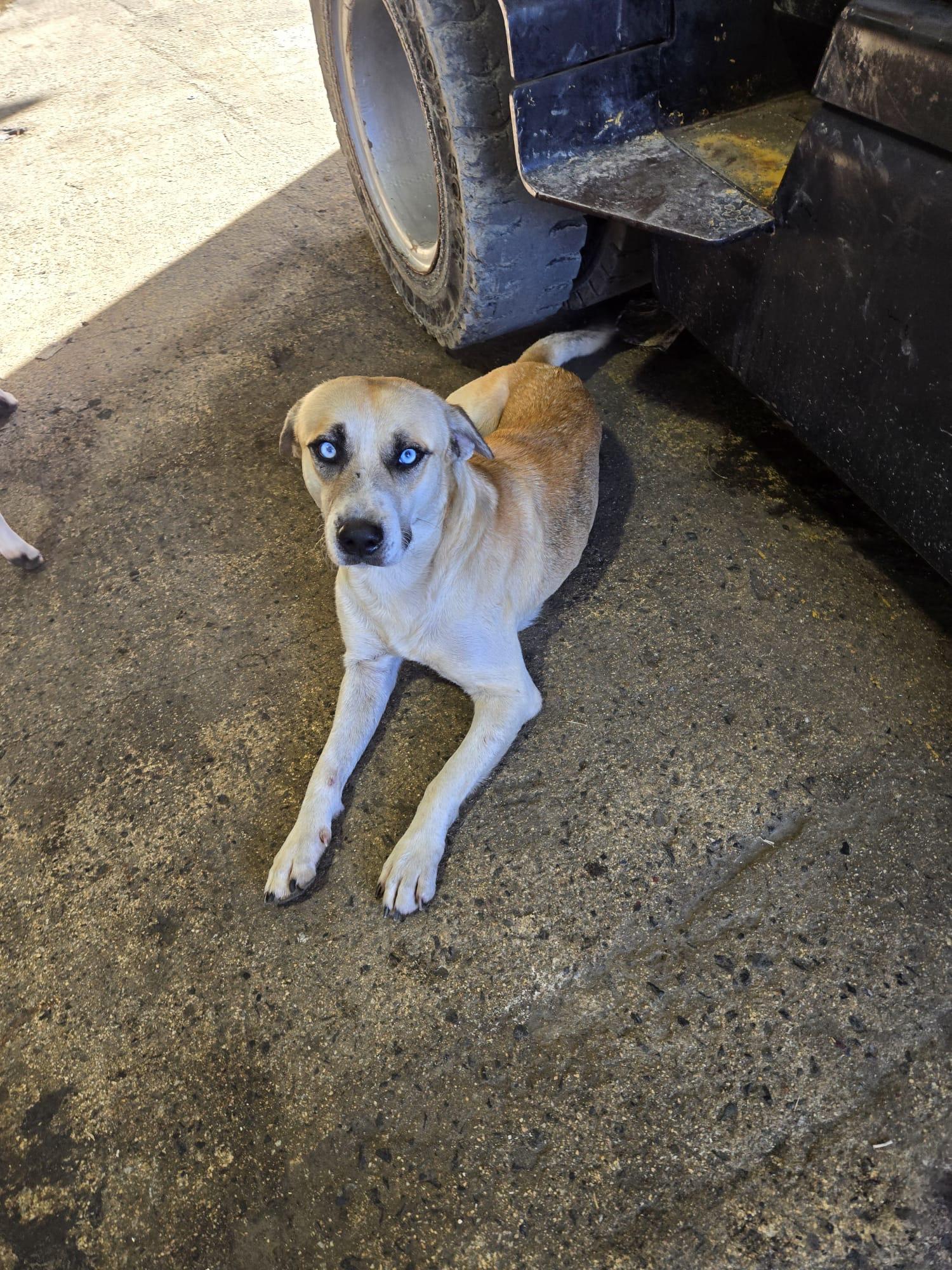 Pito, Adoptable, Adult Male Hound.