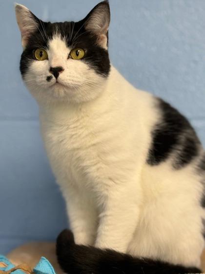 Cookie, Adoptable, Adult Male Domestic Short Hair & Domestic Short Hair.