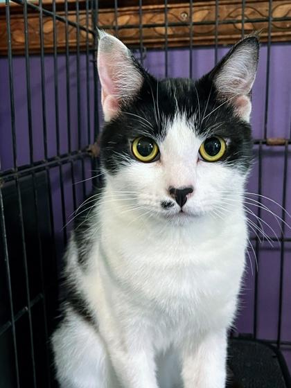 Enlarge Cookie, a Adoptable Domestic Short Hair in Jamestown, NY image 2/3