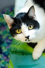 Enlarge Cookie, a Adoptable Domestic Short Hair in Jamestown, NY image 3/3