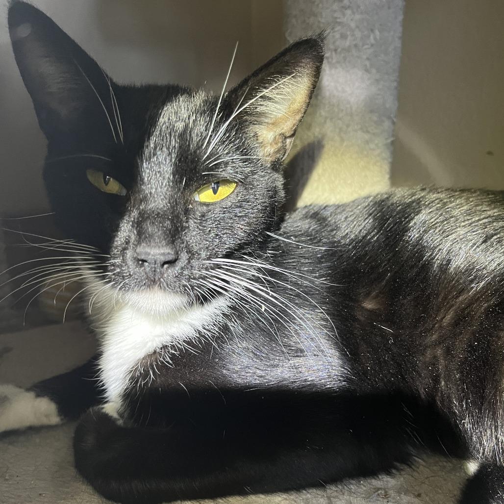 Enlarge Terry, a Adoptable Domestic Short Hair in Pleasanton, CA image 1/3