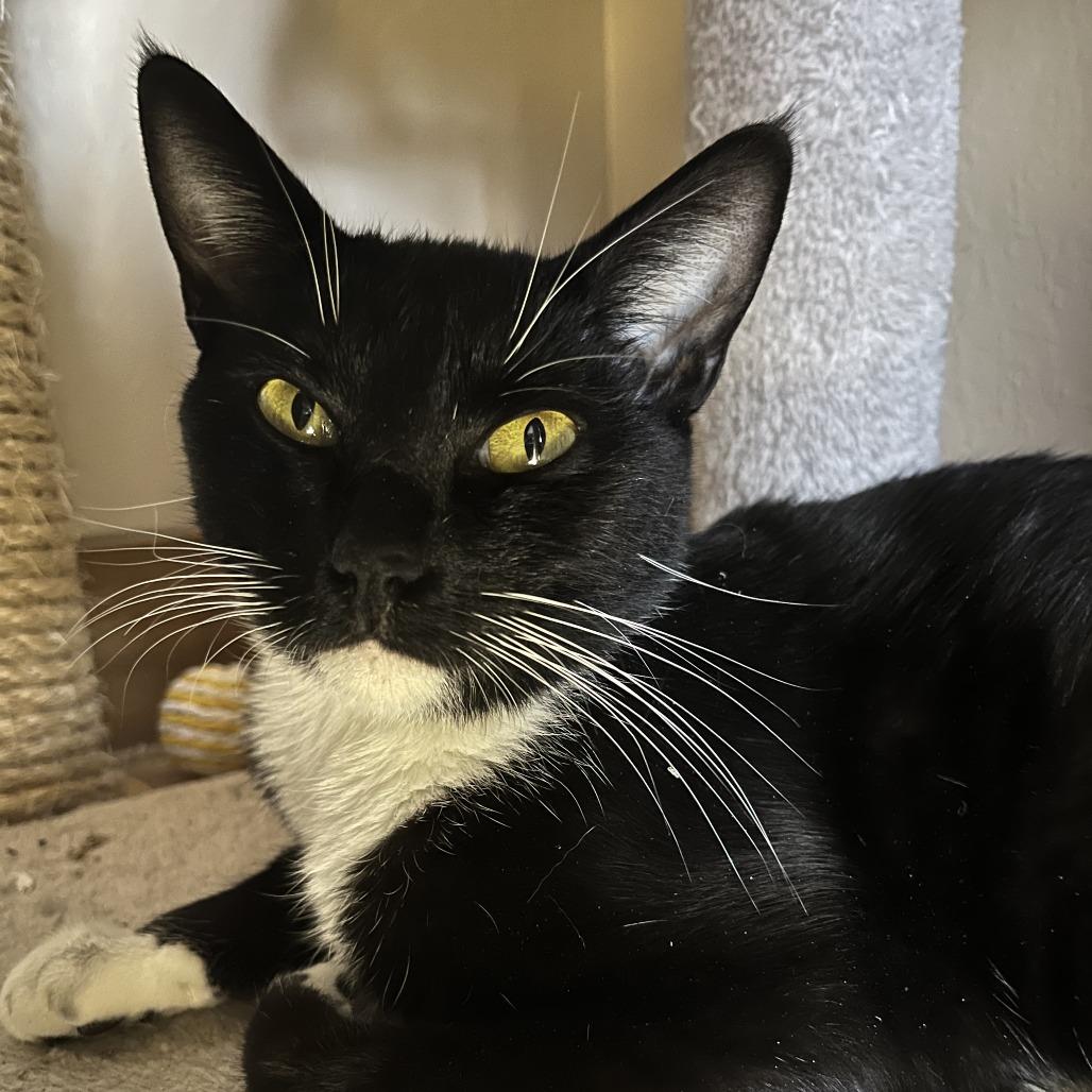 Enlarge Terry, a Adoptable Domestic Short Hair in Pleasanton, CA image 2/3