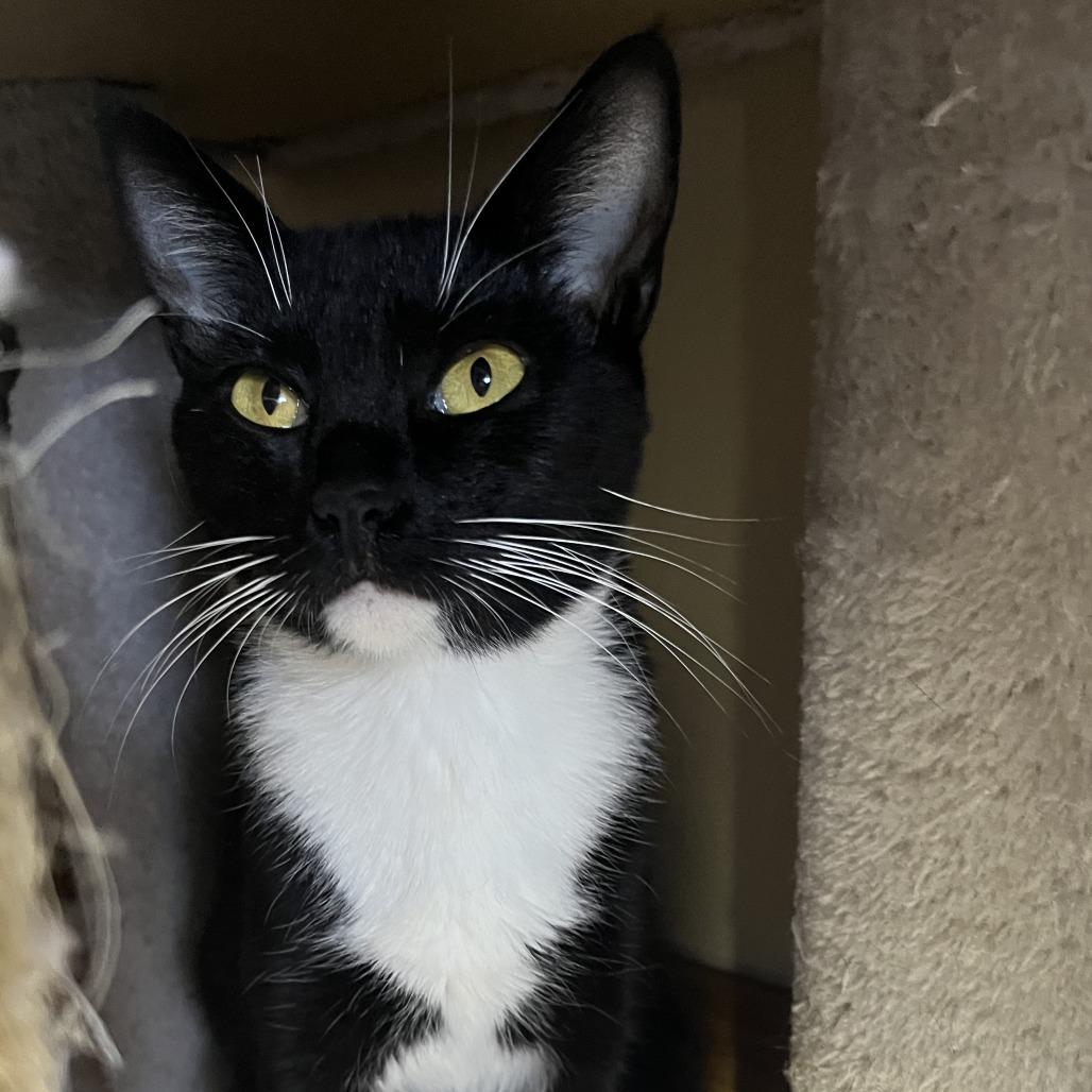 Enlarge Terry, a Adoptable Domestic Short Hair in Pleasanton, CA image 3/3