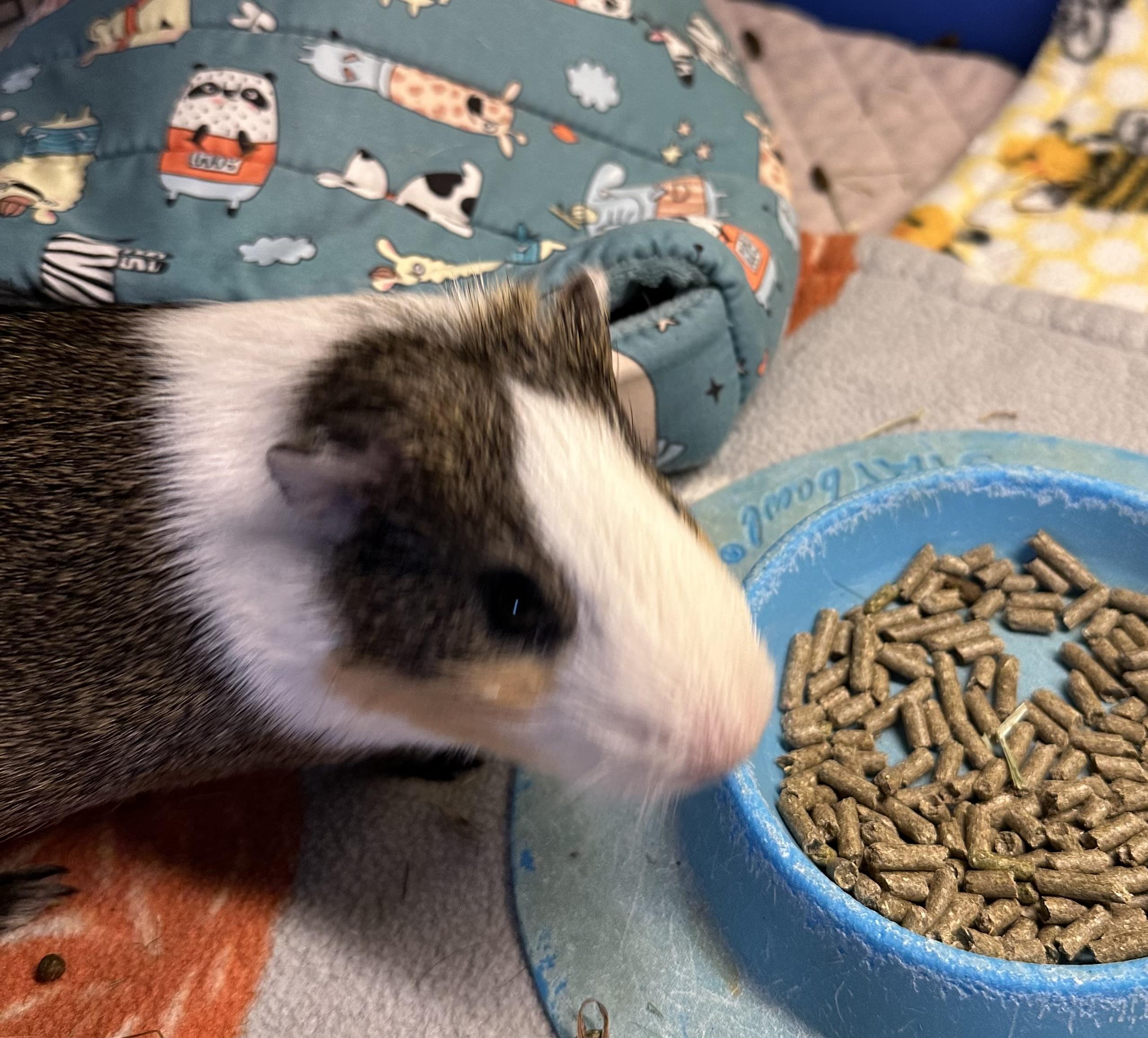 Enlarge Alvin, a Adoptable Guinea Pig in Austin, TX image 1/4