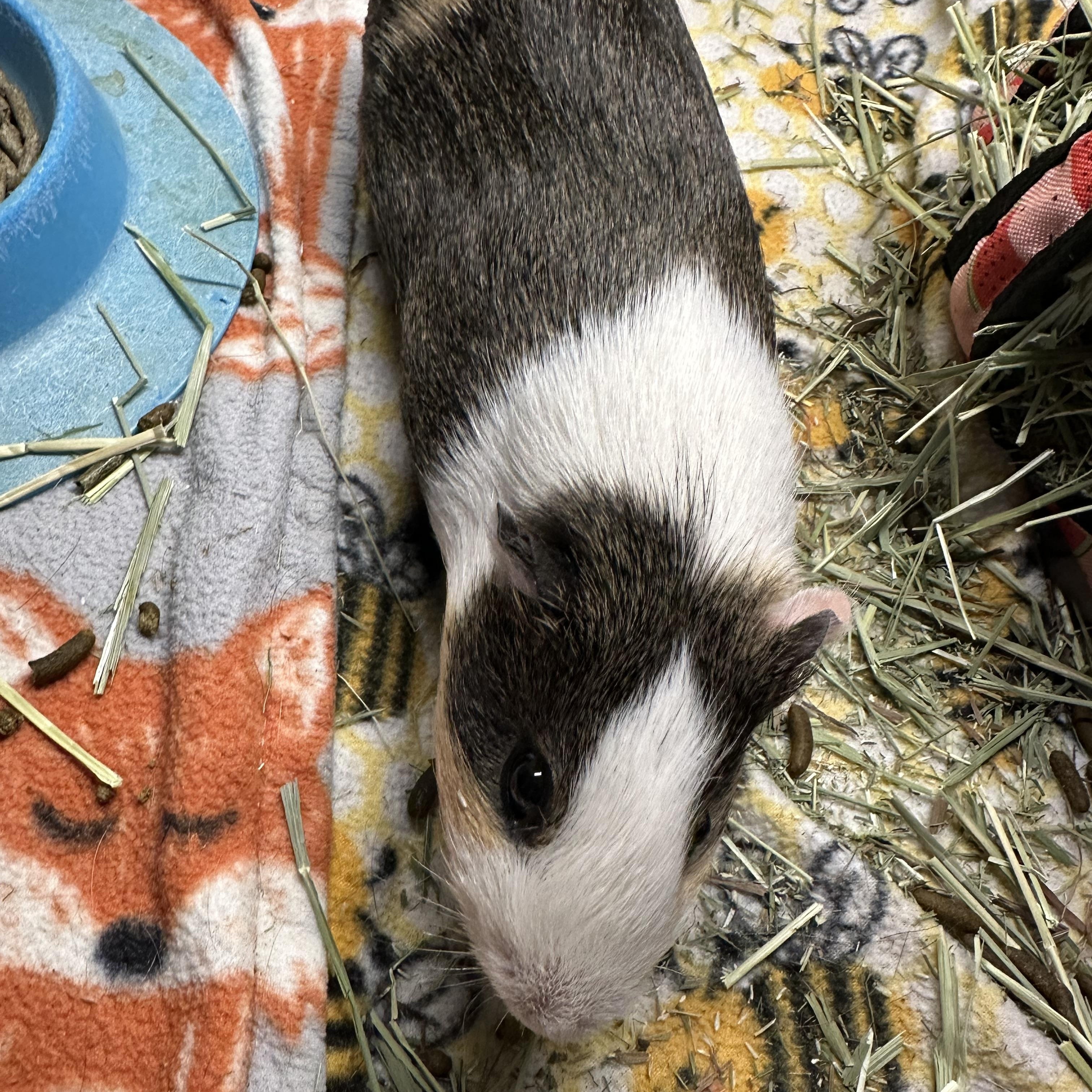 Enlarge Alvin, a Adoptable Guinea Pig in Austin, TX image 3/4