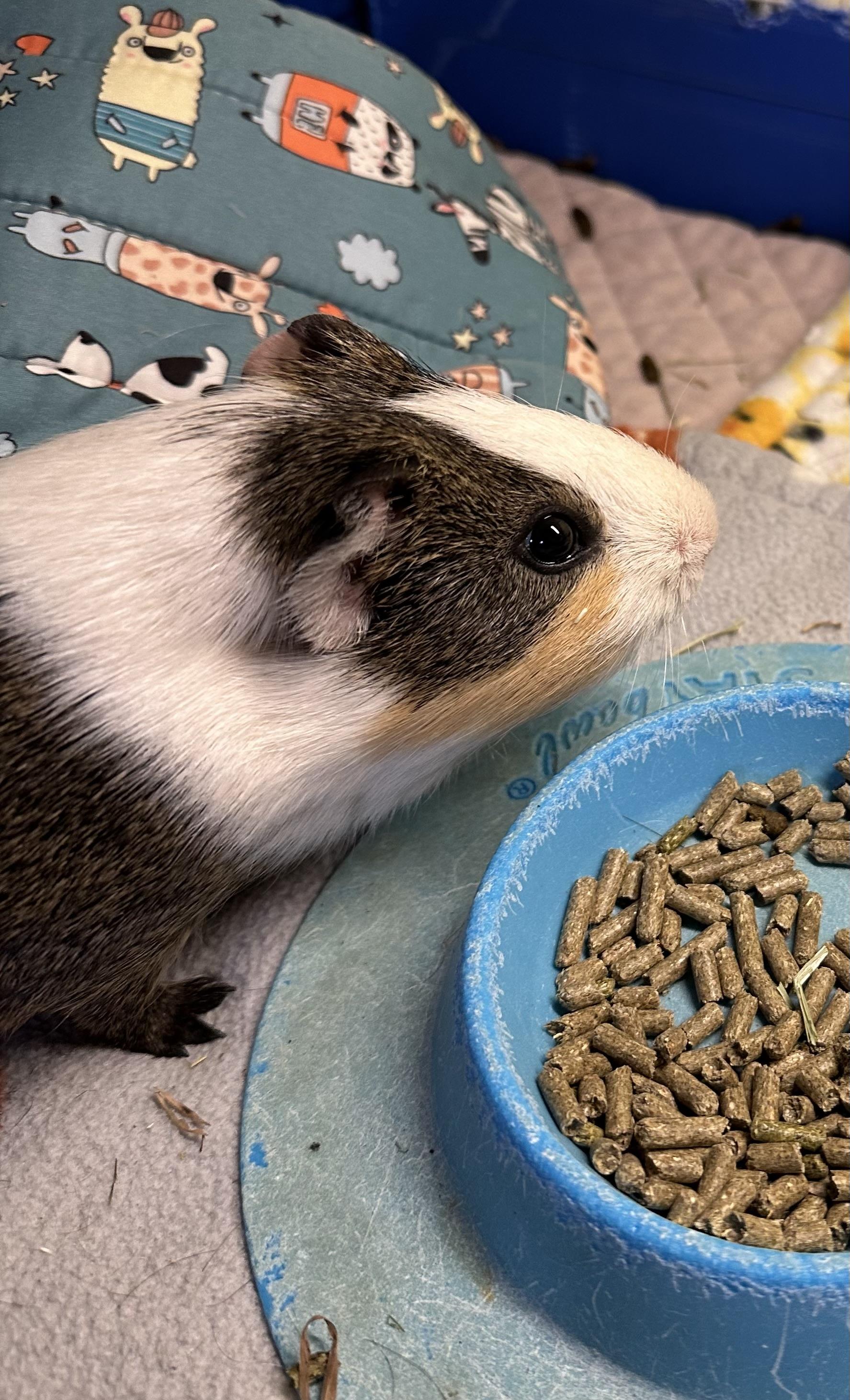 Enlarge Alvin, a Adoptable Guinea Pig in Austin, TX image 2/4