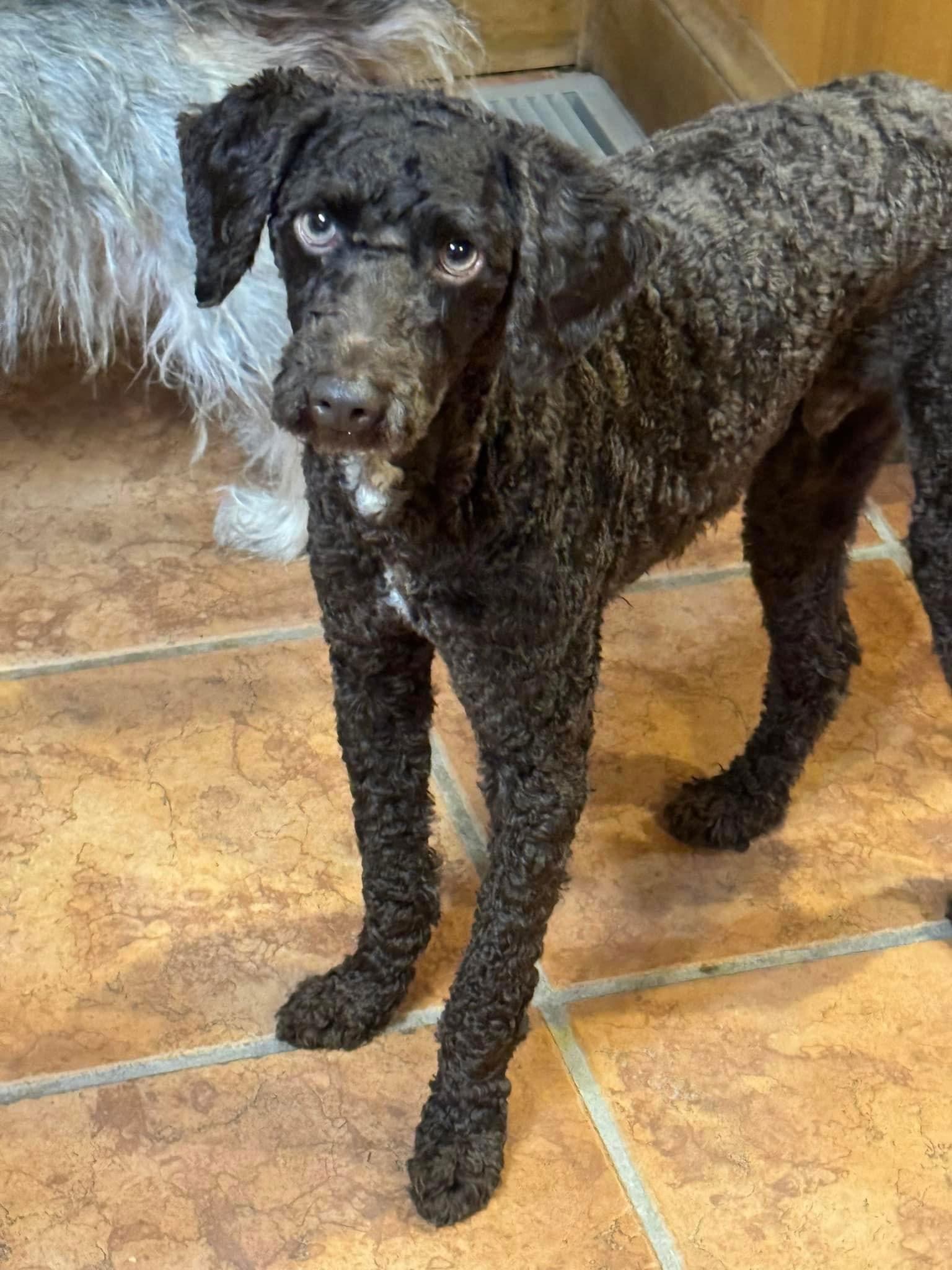 Bruno, a Adoptable Poodle in Ashville, OH image 1/3