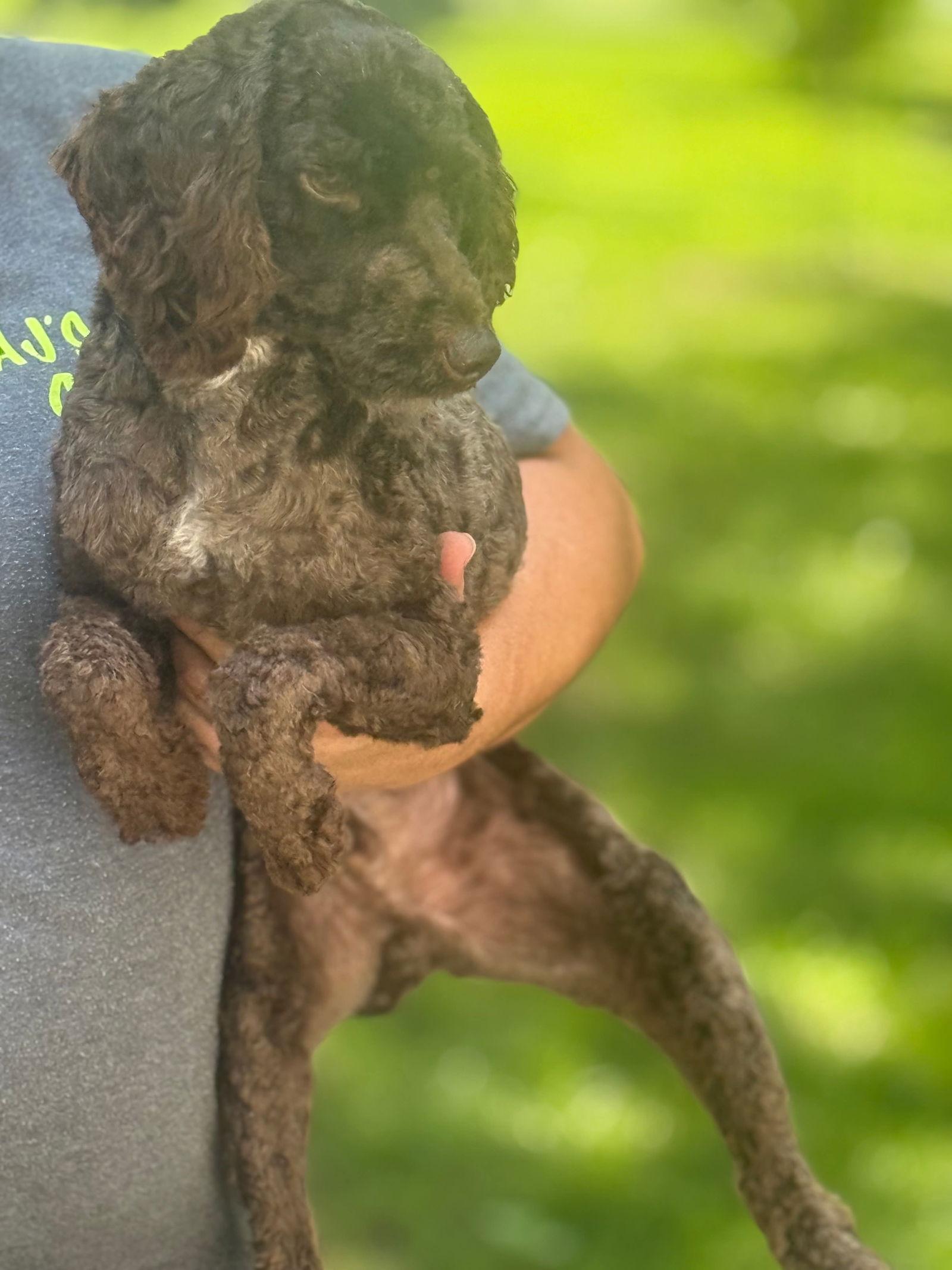 Bruno, a Adoptable Poodle in Ashville, OH image 2/3