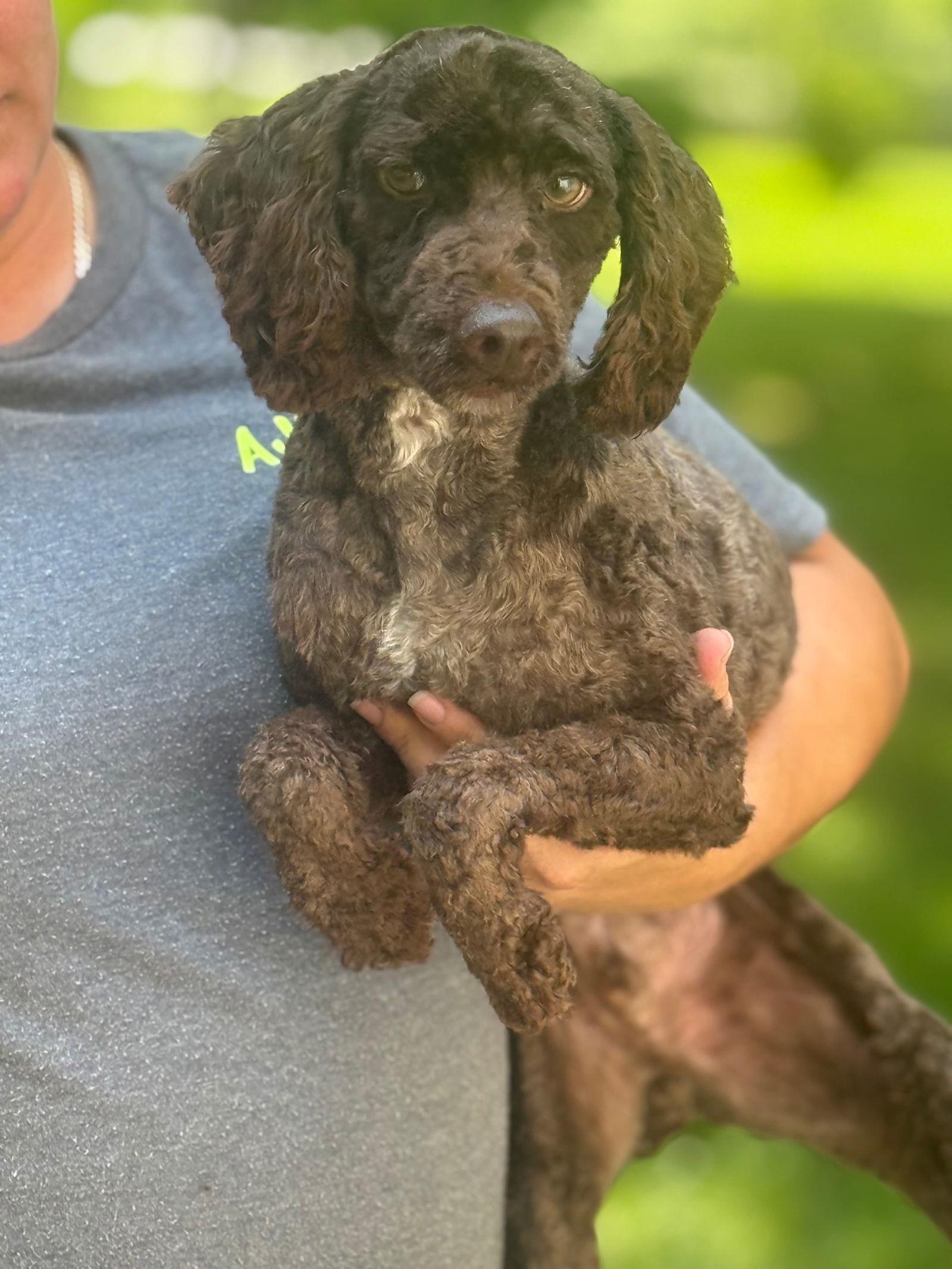 Bruno, a Adoptable Poodle in Ashville, OH image 3/3