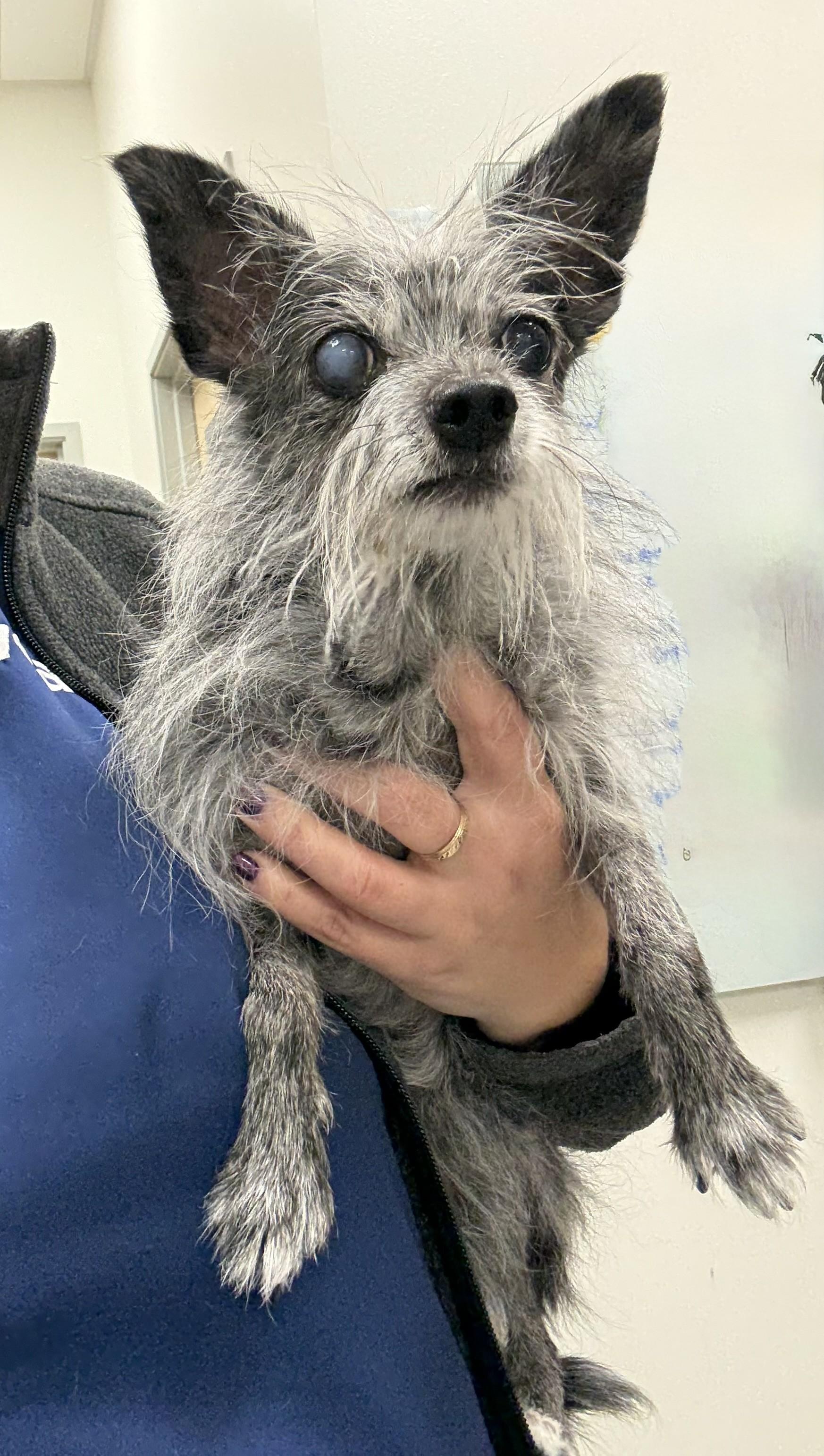 Tinsel, an adoptable Terrier, Chihuahua in Los Alamitos, CA, 90720 | Photo Image 3