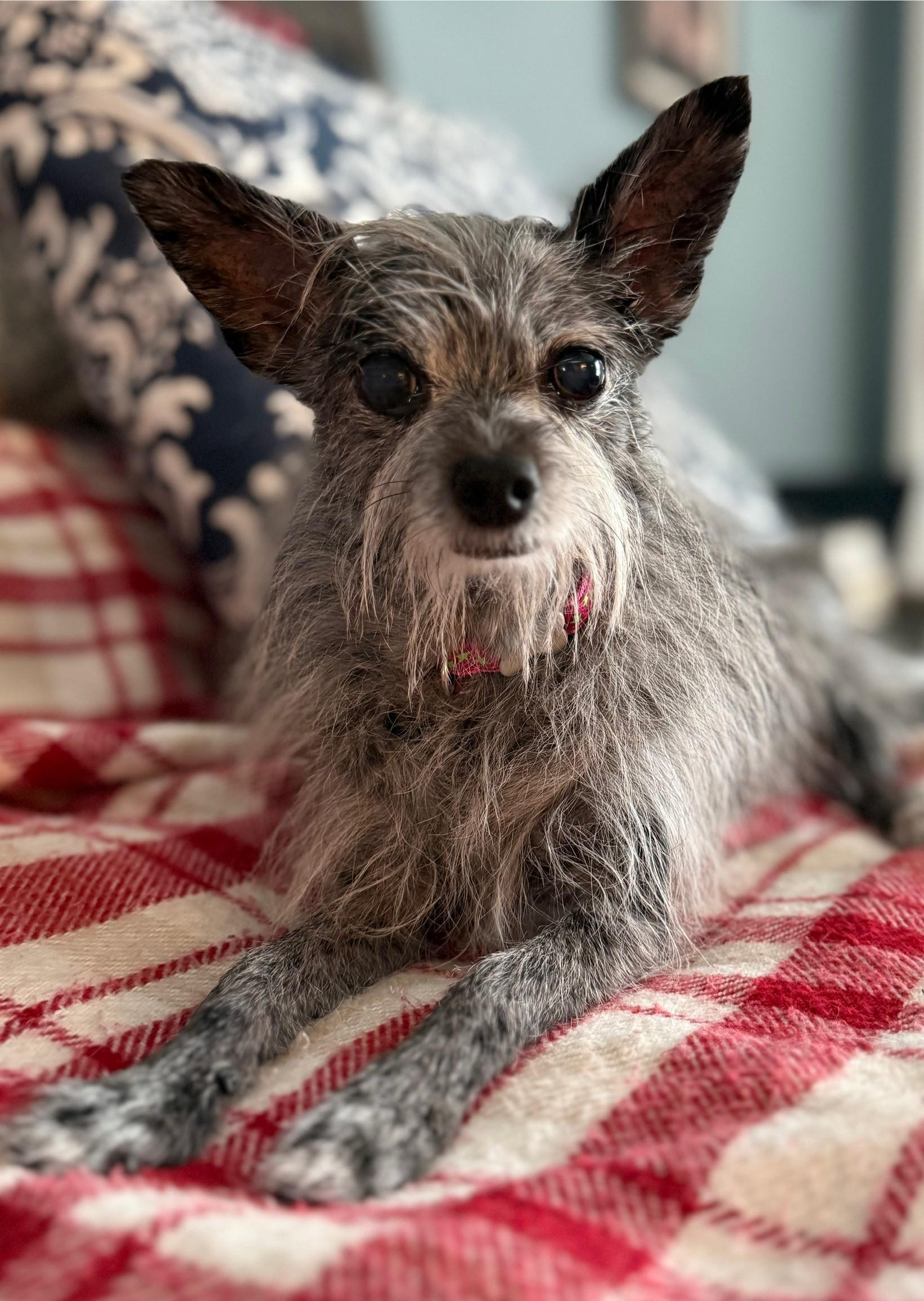 Tinsel, an adoptable Terrier, Chihuahua in Los Alamitos, CA, 90720 | Photo Image 4