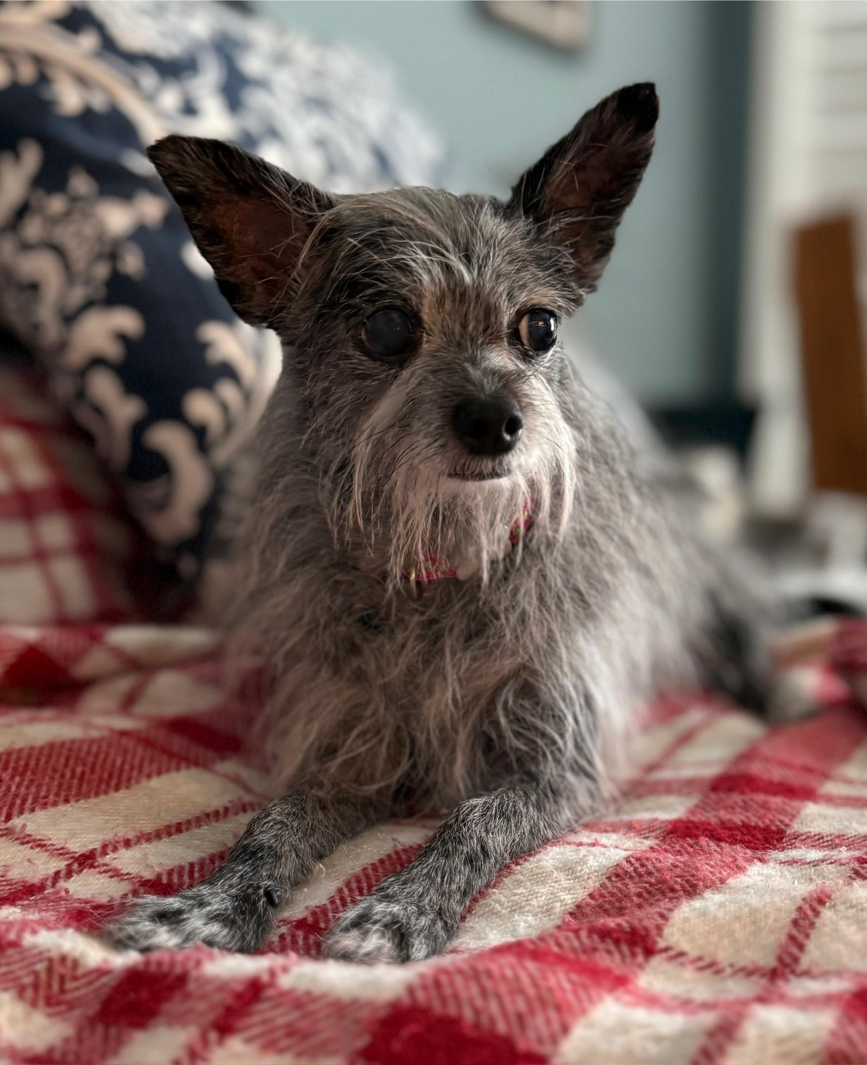 Tinsel, an adoptable Terrier, Chihuahua in Los Alamitos, CA, 90720 | Photo Image 5