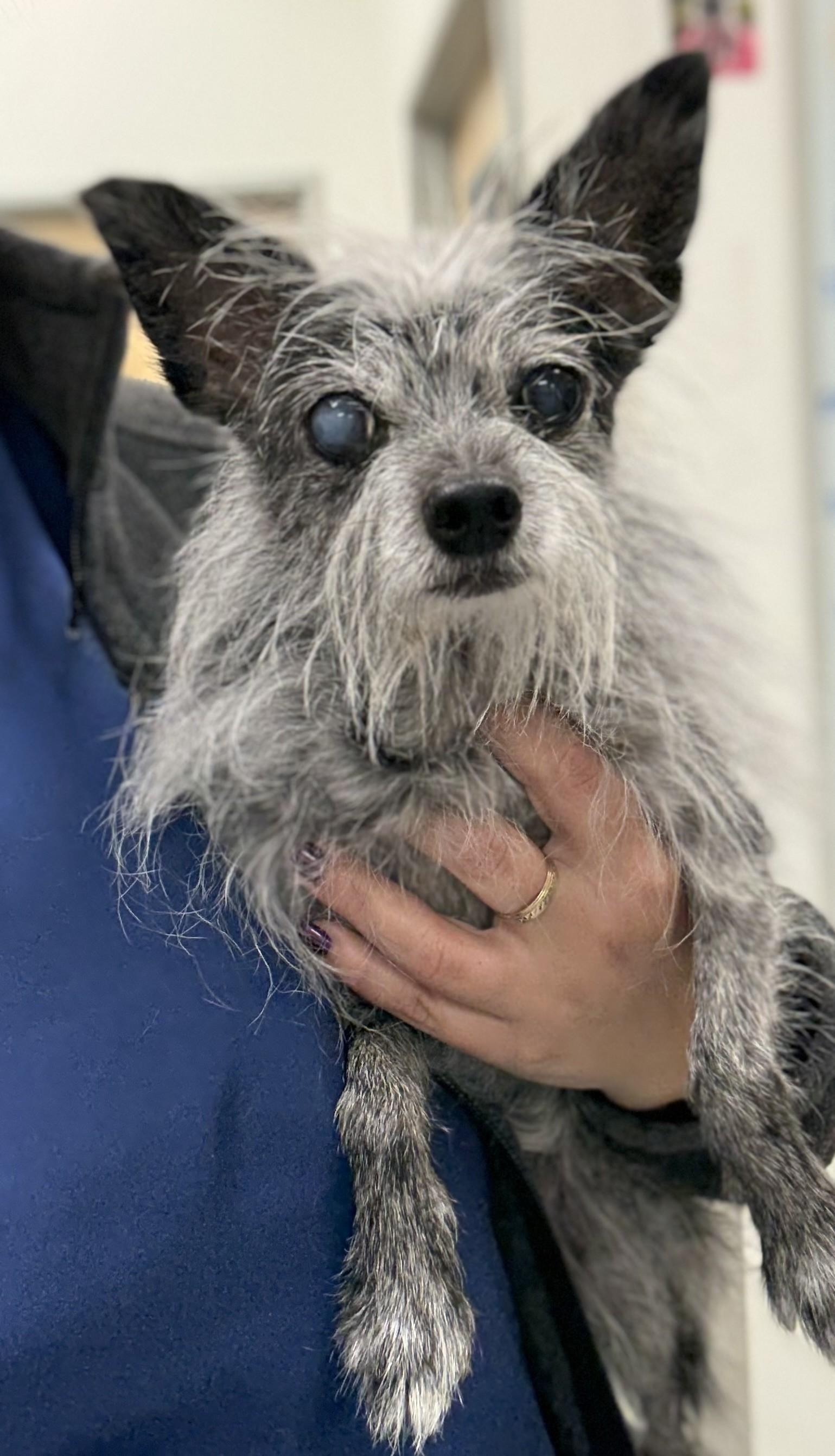 Tinsel, an adoptable Terrier, Chihuahua in Los Alamitos, CA, 90720 | Photo Image 2