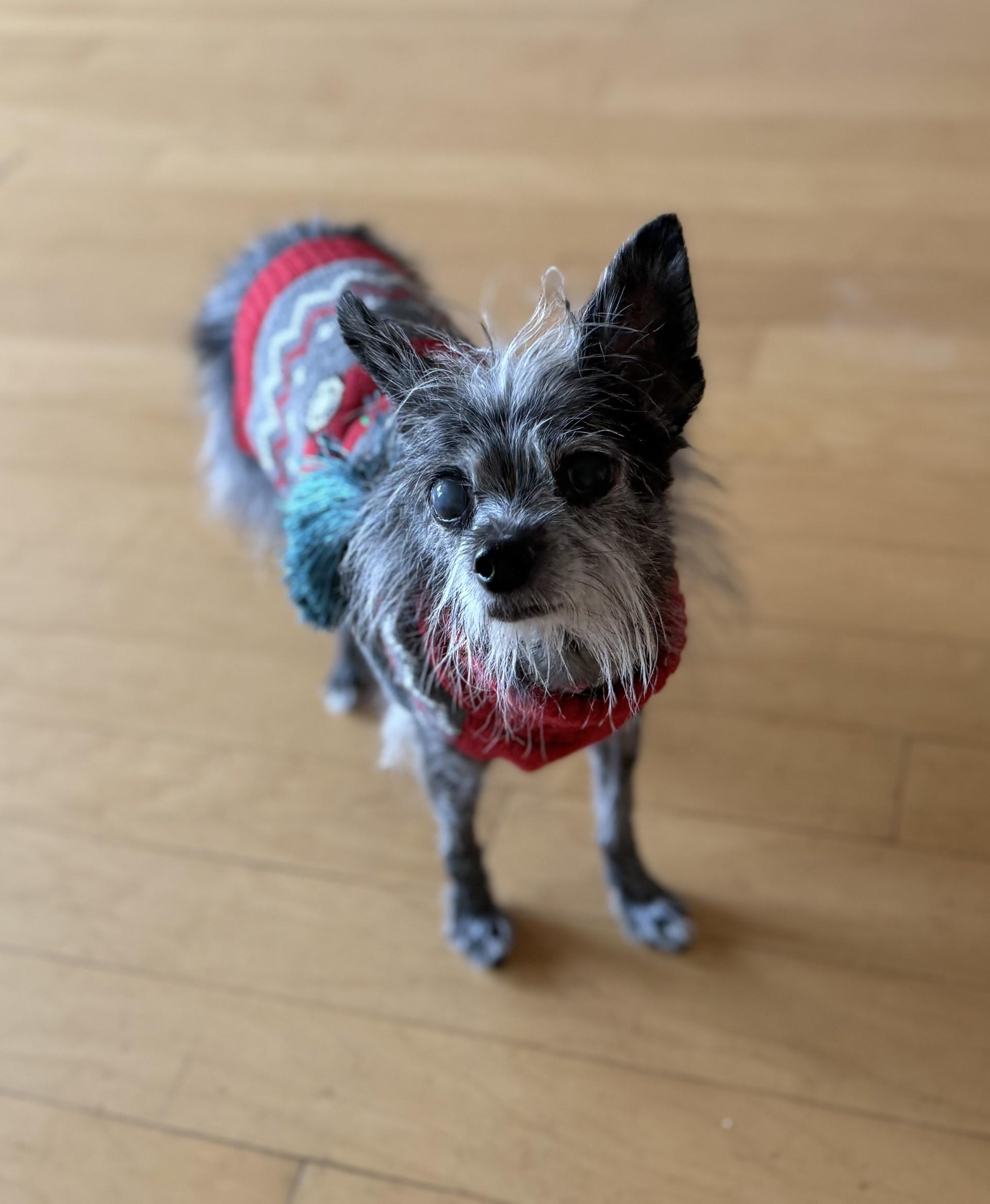 Tinsel, a Adoptable mixed breed image 1/6