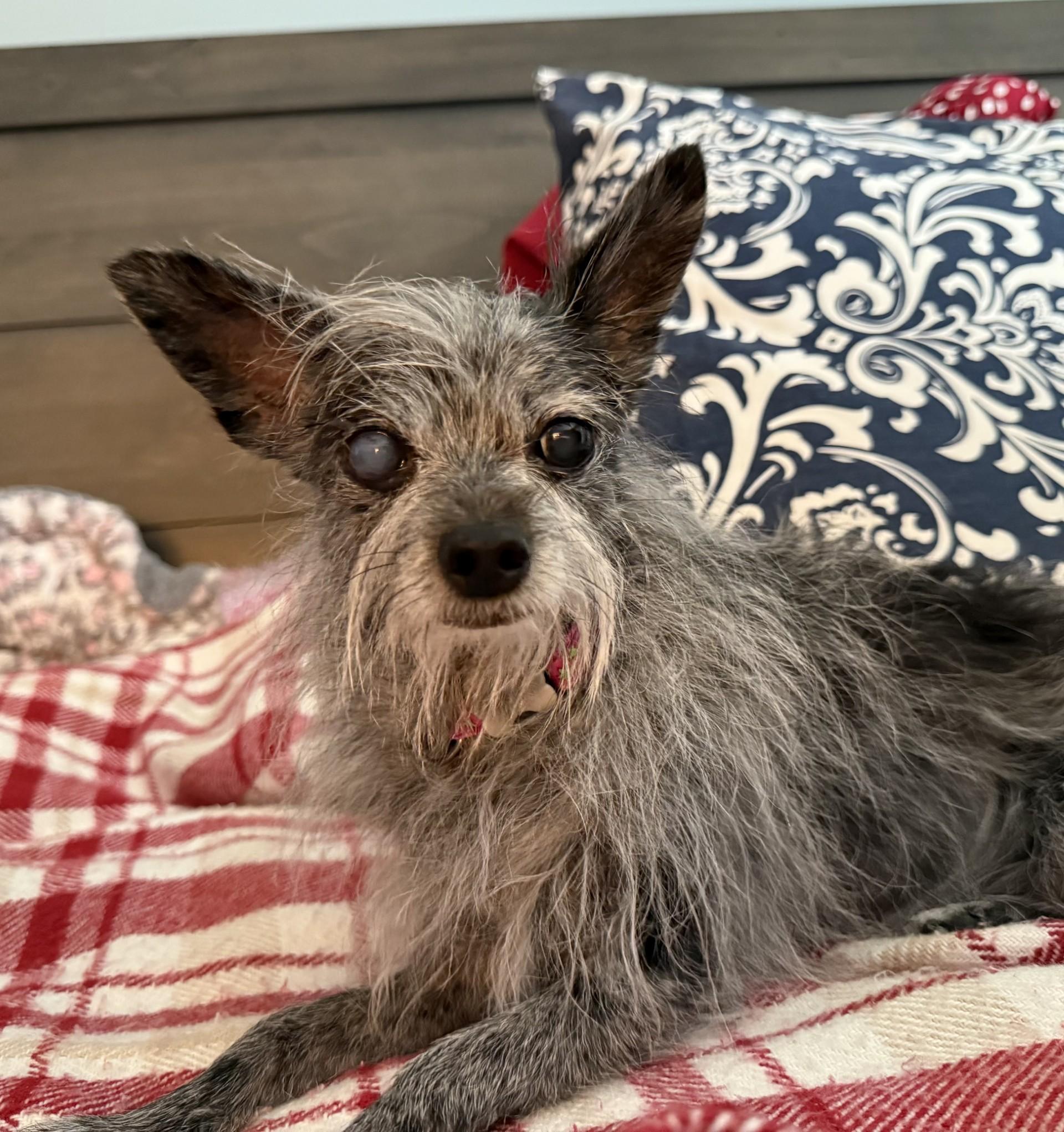 Tinsel, an adoptable Terrier, Chihuahua in Los Alamitos, CA, 90720 | Photo Image 6