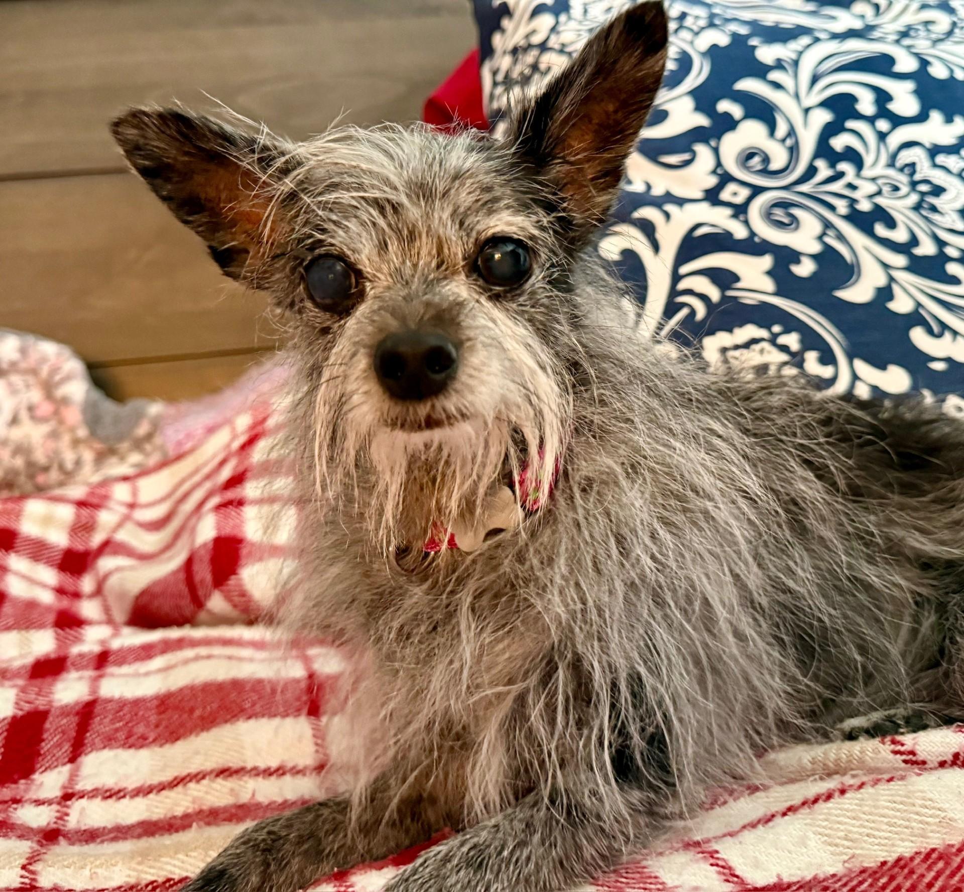 Tinsel, a Adoptable mixed breed image 2/6