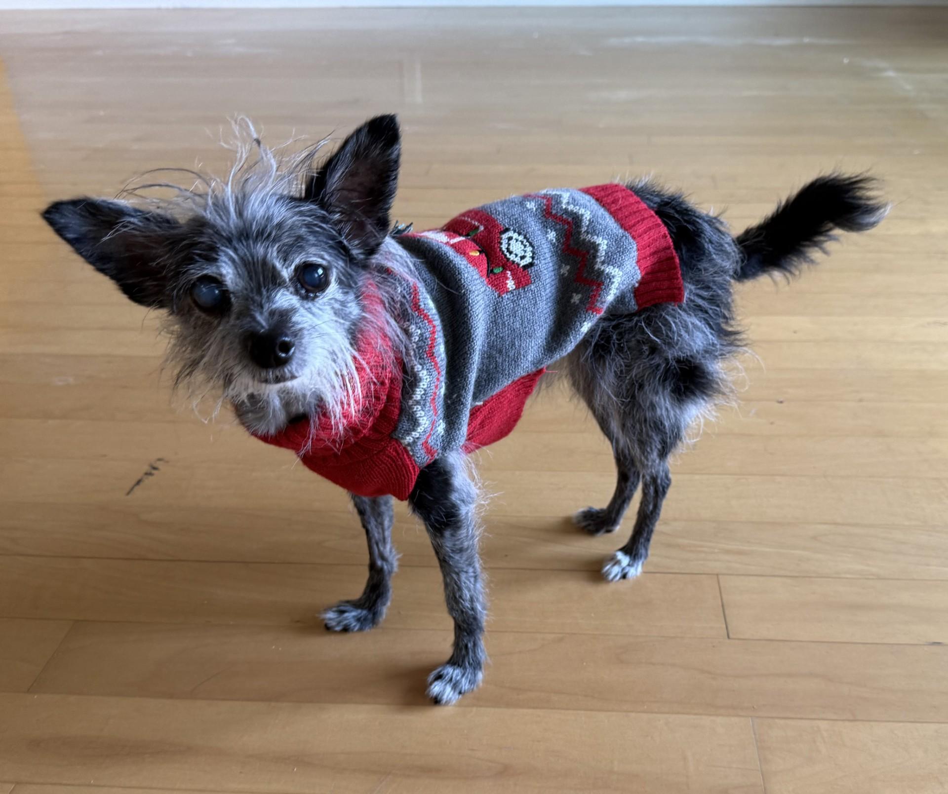 Tinsel, a Adoptable mixed breed image 3/6