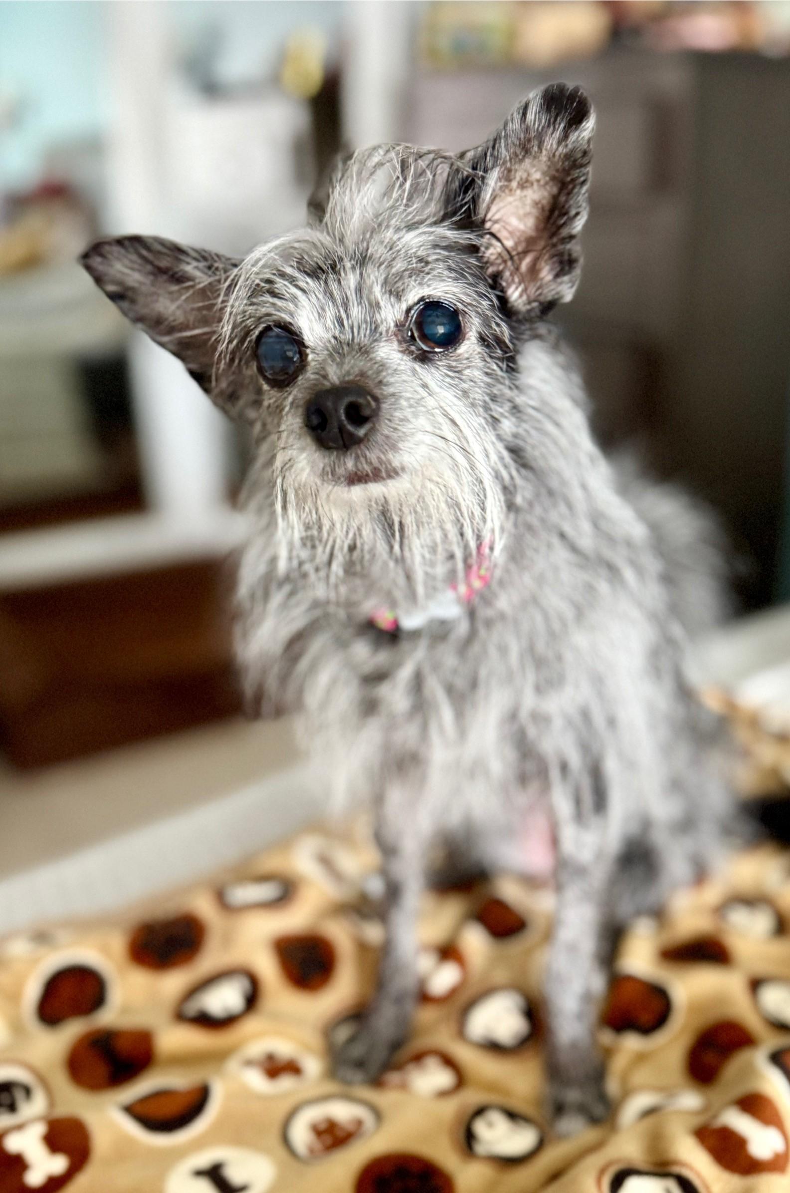 Tinsel, a Adoptable mixed breed image 4/6