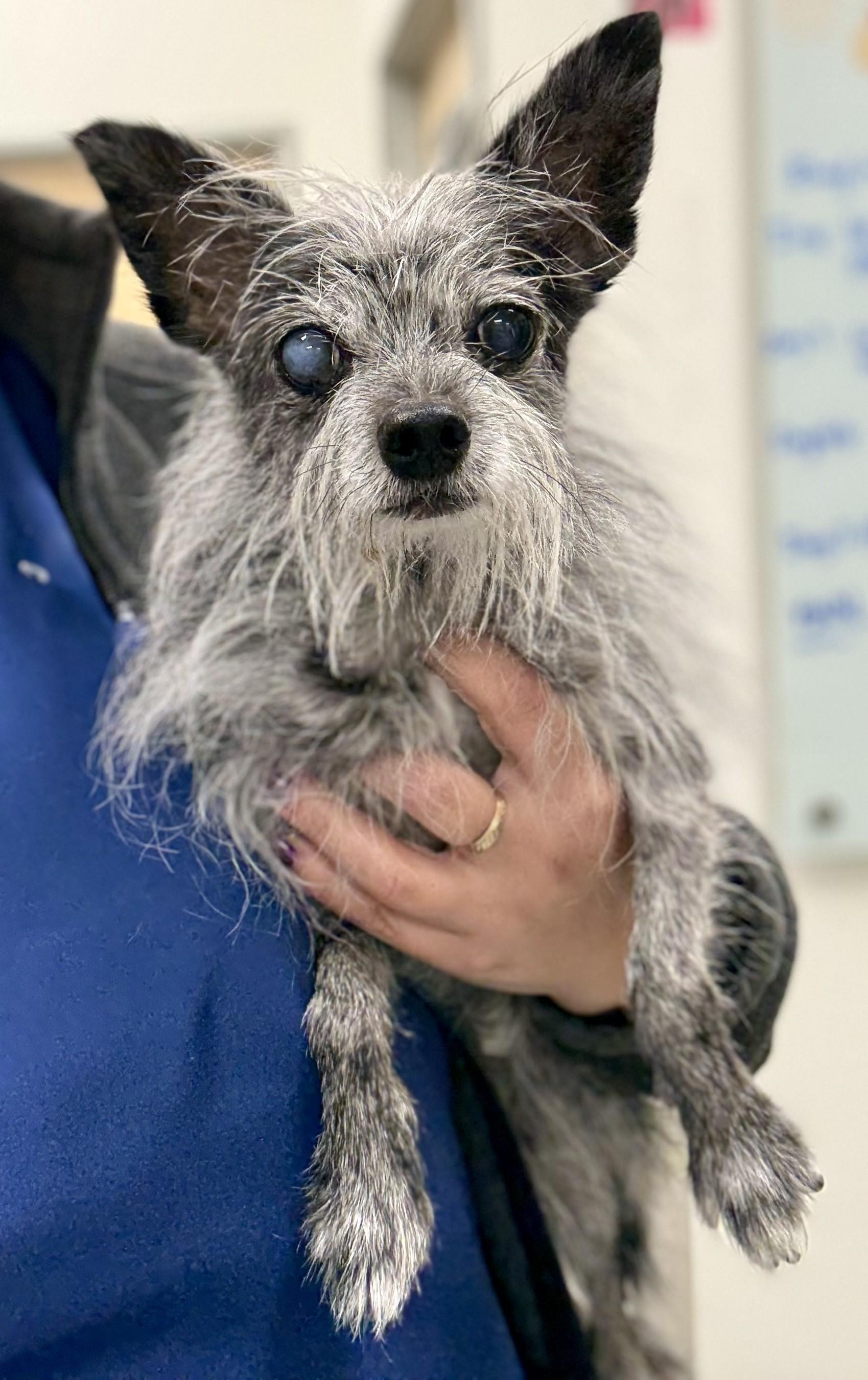 Tinsel, an adoptable Terrier, Chihuahua in Los Alamitos, CA, 90720 | Photo Image 1