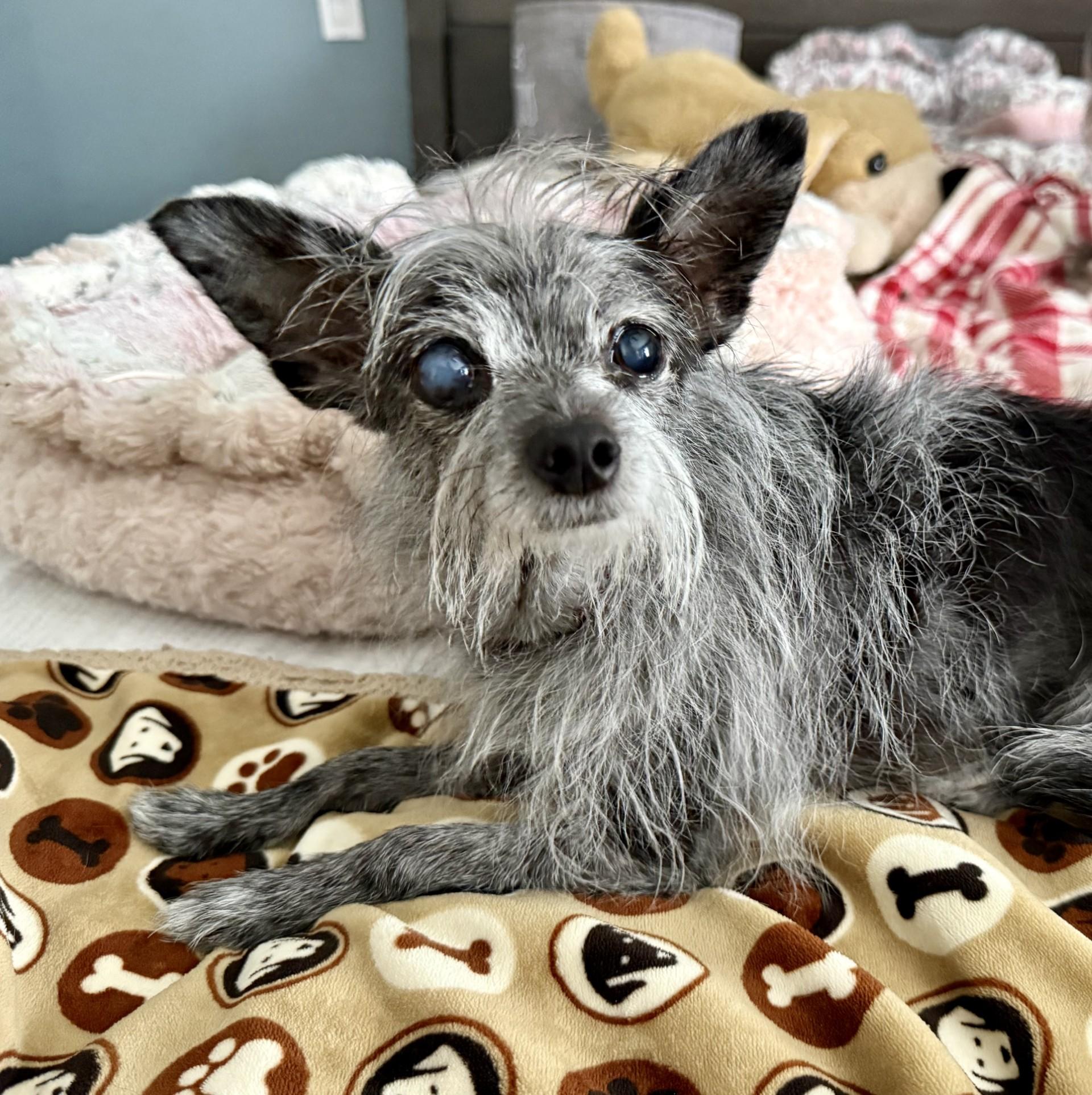 Tinsel, an adoptable Terrier, Chihuahua in Los Alamitos, CA, 90720 | Photo Image 4