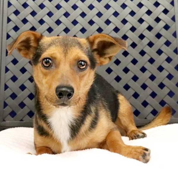 Enlarge Peewee, a Adoptable mixed breed in Midland, TX image 1/1