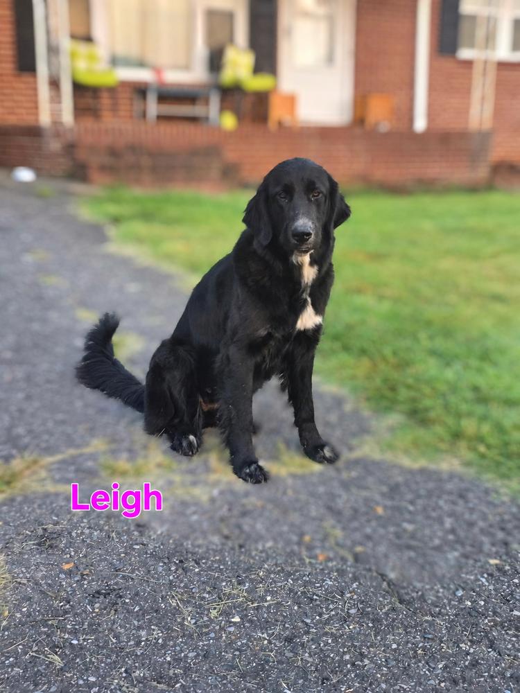 Enlarge Leigh, a Adoptable mixed breed in Mocksville, NC image 1/1