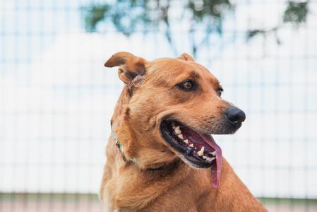 Enlarge Jasmine, a Adoptable mixed breed in Lubbock, TX image 1/4