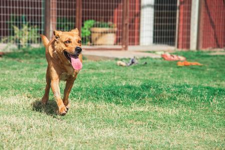 Enlarge Jasmine, a Adoptable mixed breed in Lubbock, TX image 2/4