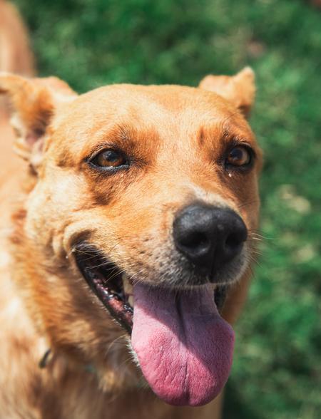Enlarge Jasmine, a Adoptable mixed breed in Lubbock, TX image 3/4