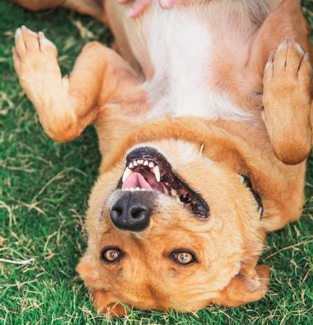 Enlarge Jasmine, a Adoptable mixed breed in Lubbock, TX image 4/4