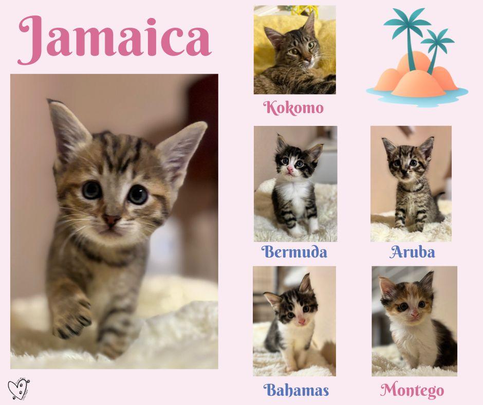Jamaica, an adopted Tabby in Trophy Club, TX image 2/3