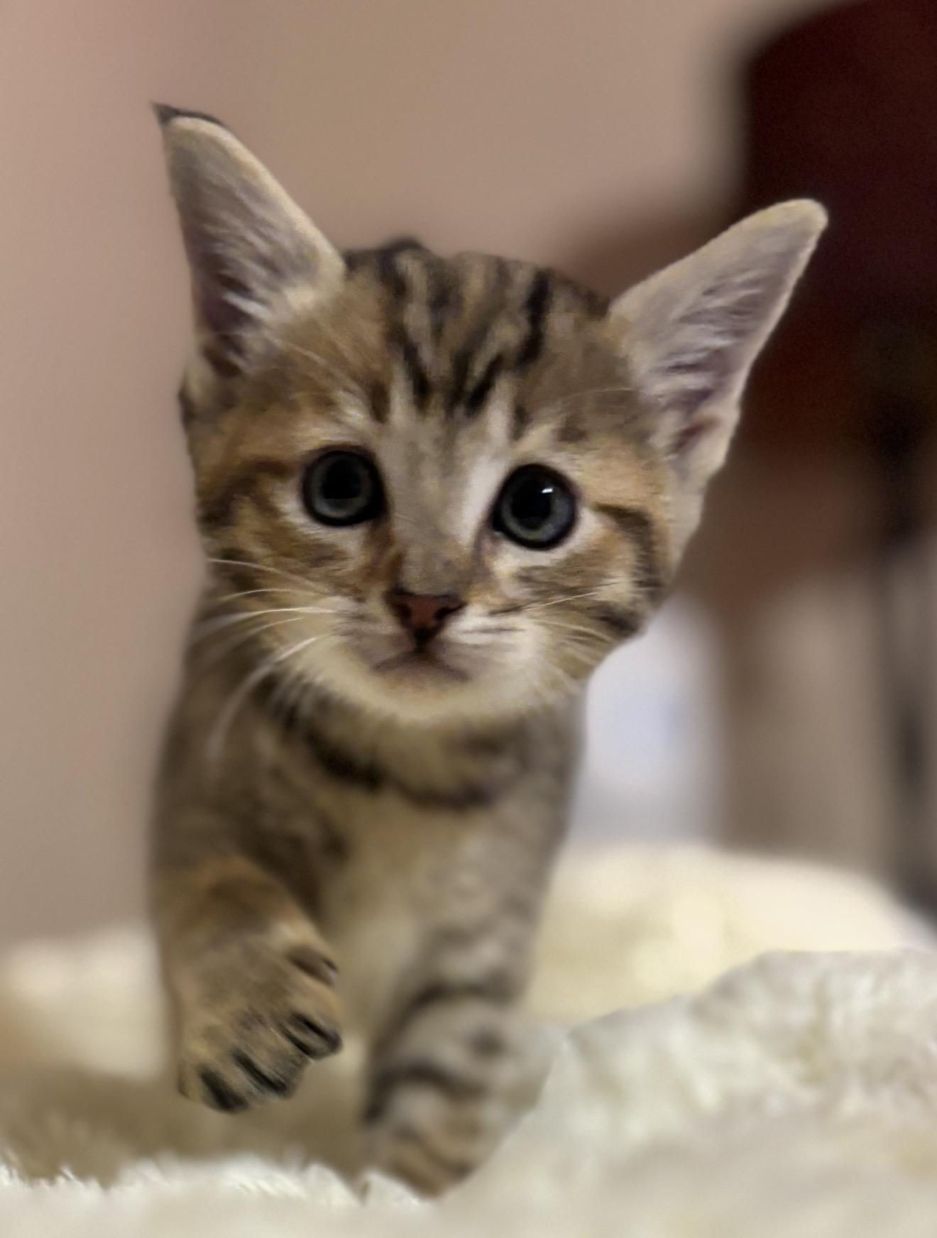 Jamaica, an adopted Tabby in Trophy Club, TX image 1/3