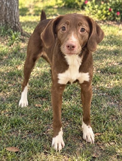 Enlarge Nana, a Adoptable mixed breed in Paducah, KY image 1/1