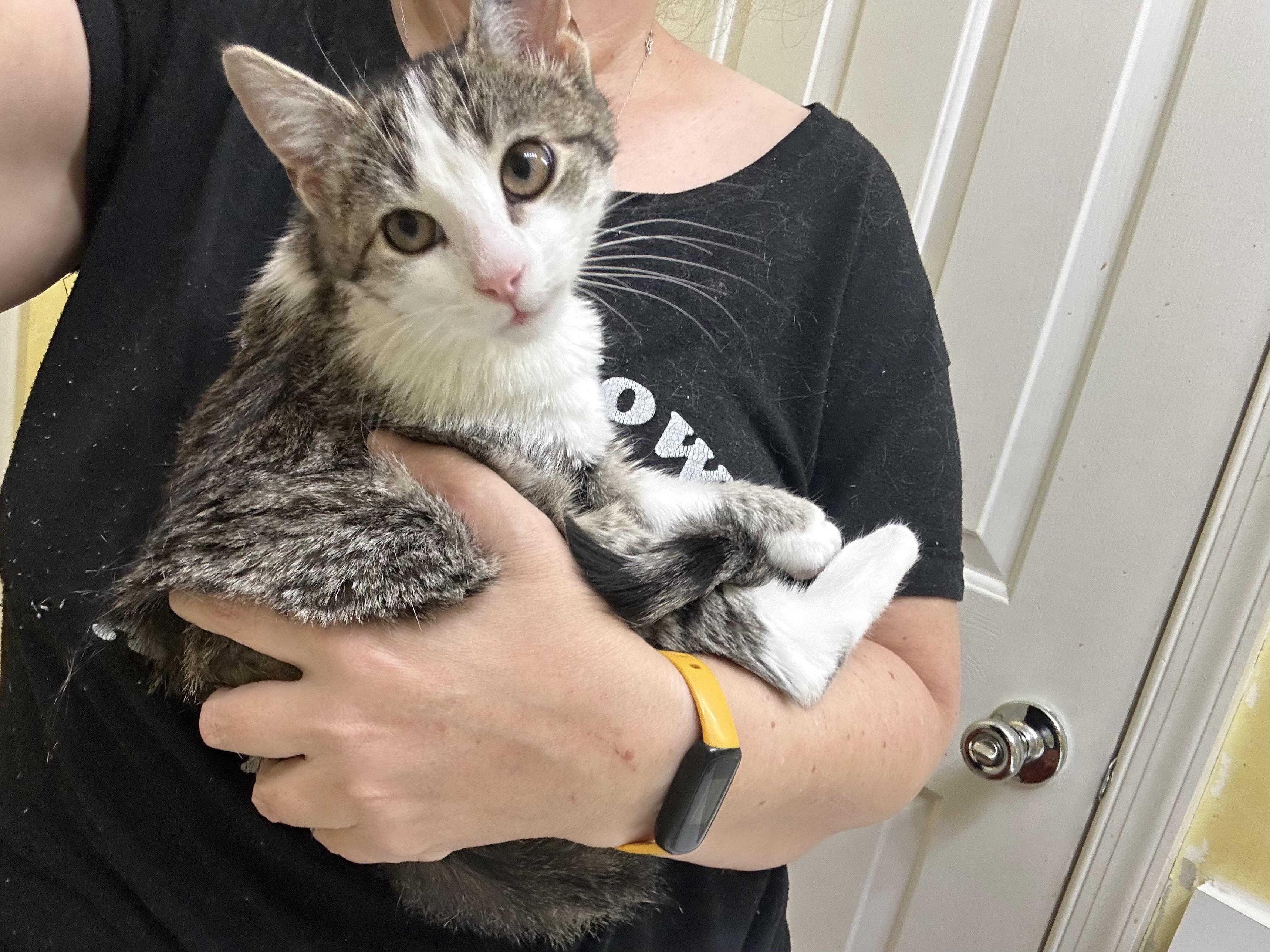 Juliet, ADOPTABLE, Young Female Domestic Short Hair.