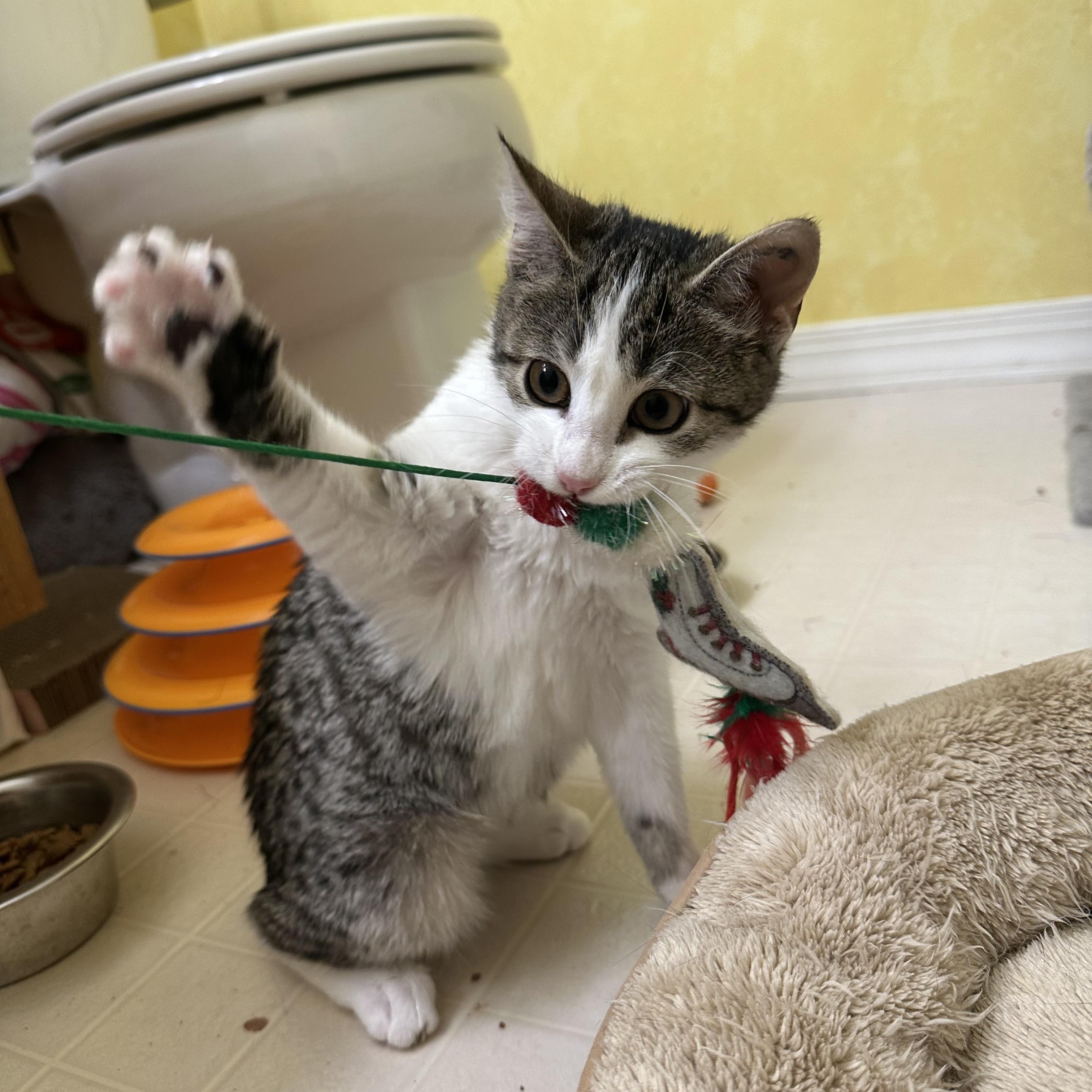 Enlarge Juliet, a ADOPTABLE Domestic Short Hair in Elkton, MD image 4/5