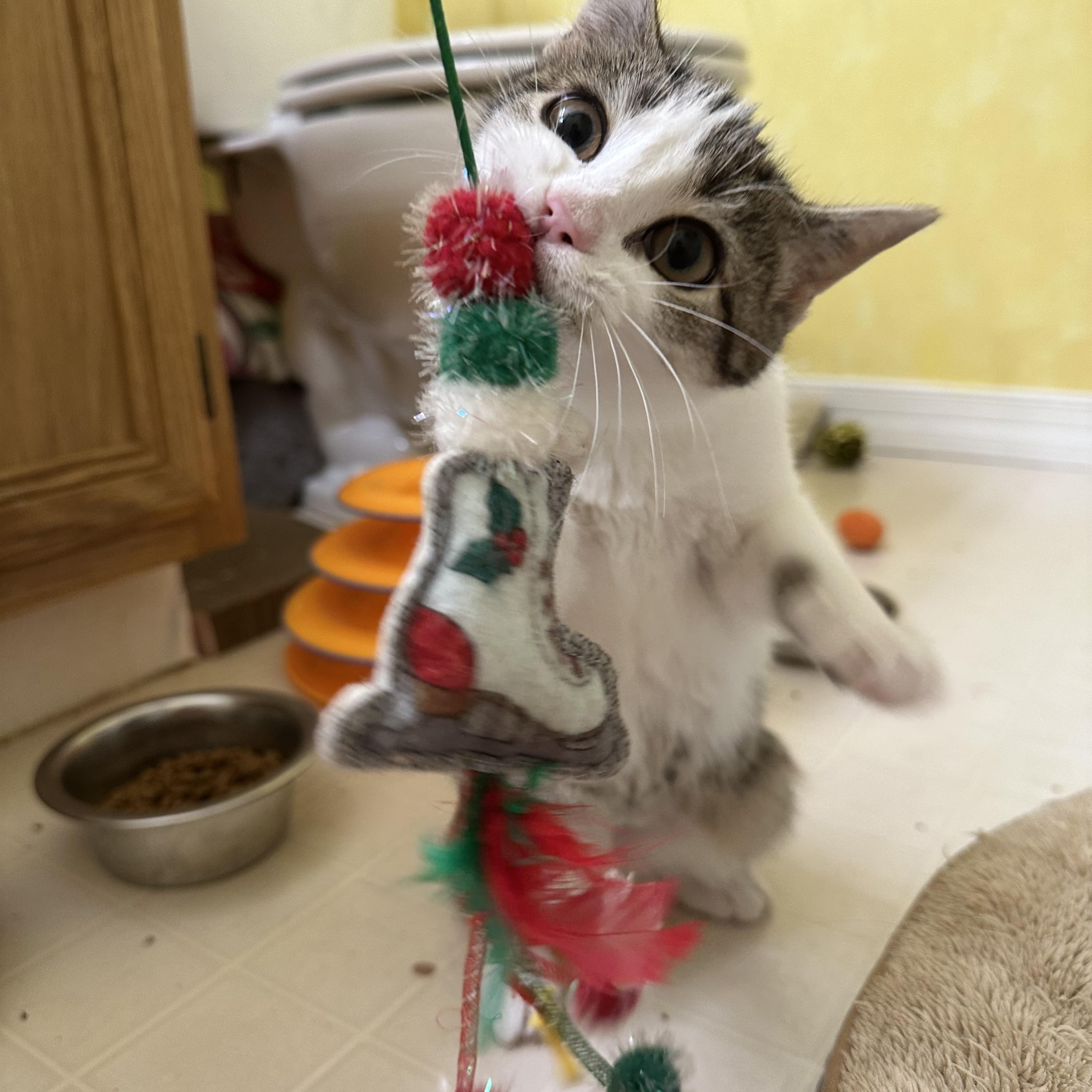 Enlarge Juliet, a ADOPTABLE Domestic Short Hair in Elkton, MD image 3/5