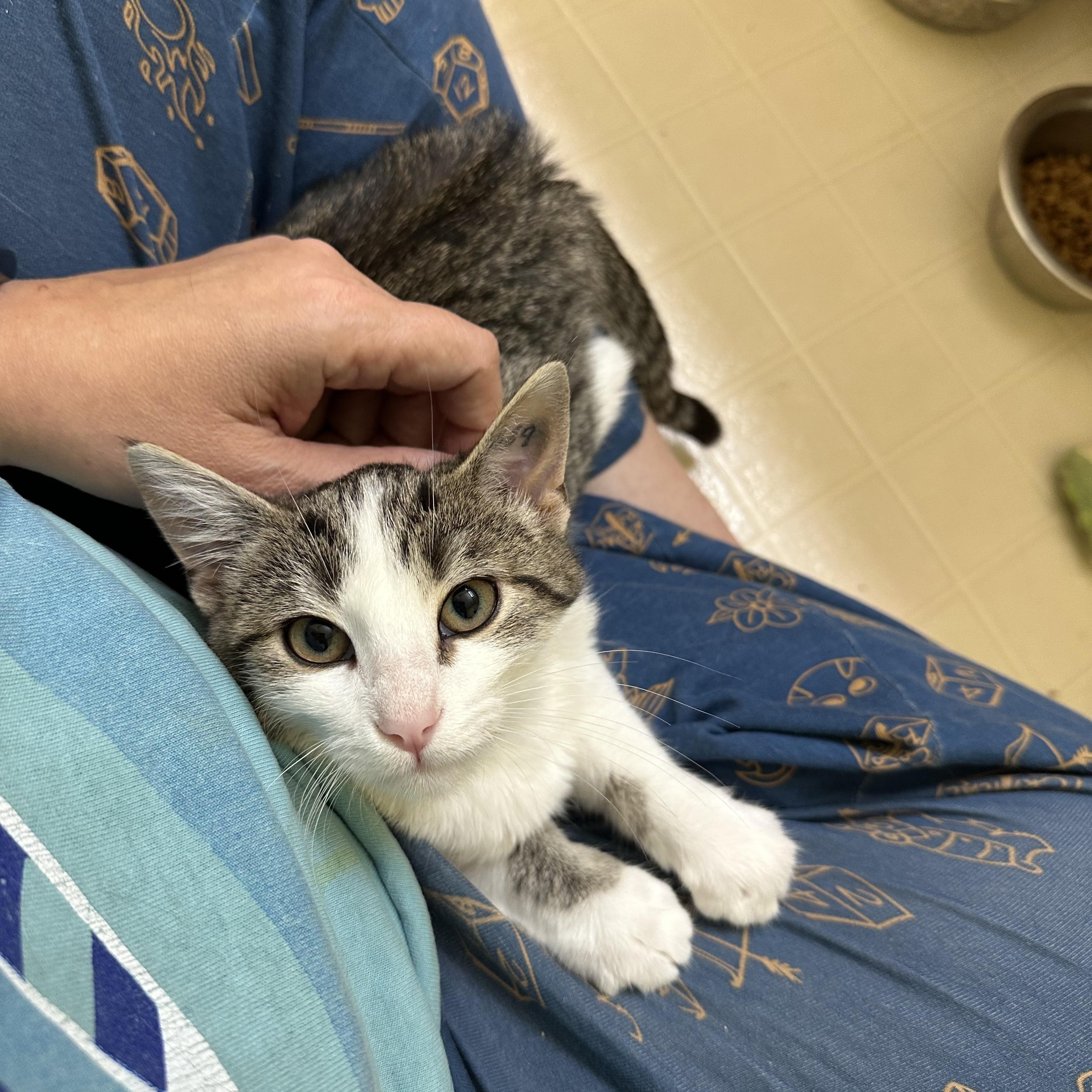 Enlarge Juliet, a ADOPTABLE Domestic Short Hair in Elkton, MD image 2/5