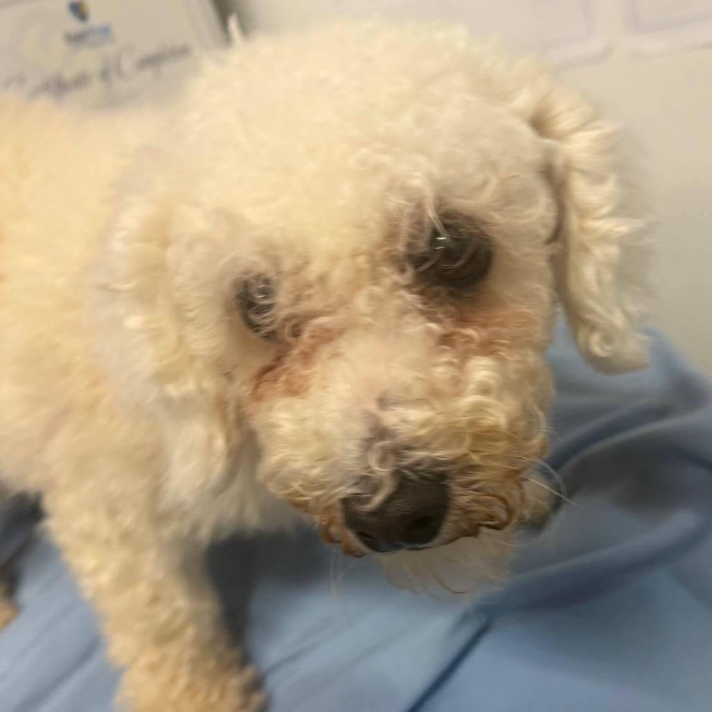 Collette, Adoptable, Adult Female Bichon Frise.