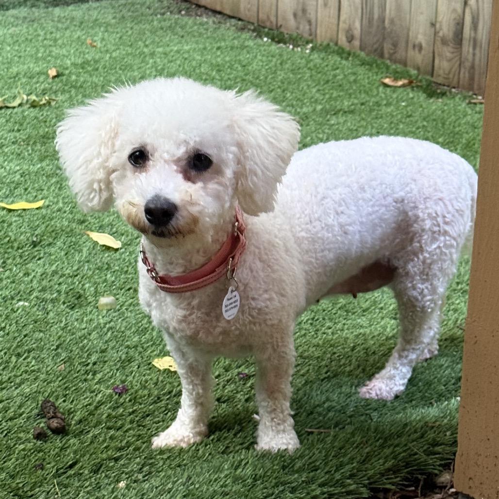 Collette, a Adoptable Bichon Frise in West Chester, PA image 2/6