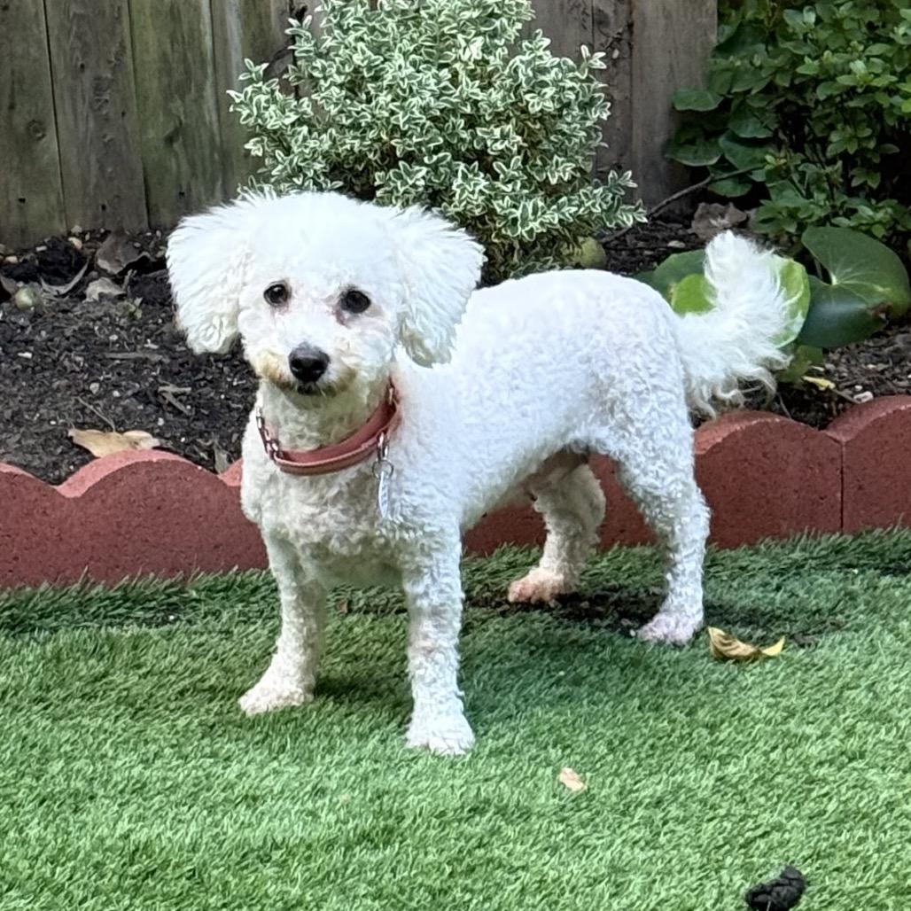 Collette, a Adoptable Bichon Frise in West Chester, PA image 3/6