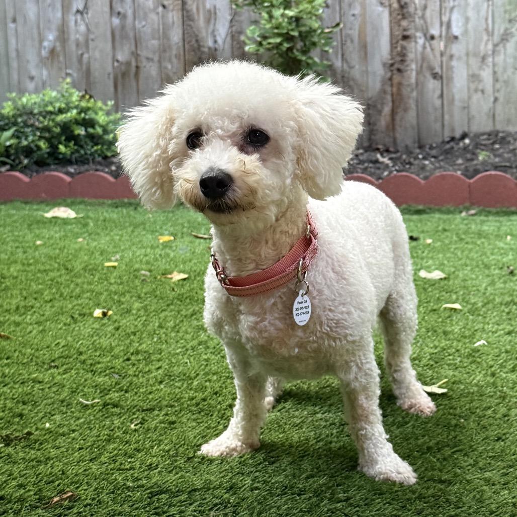 Collette, a Adoptable Bichon Frise in West Chester, PA image 4/6