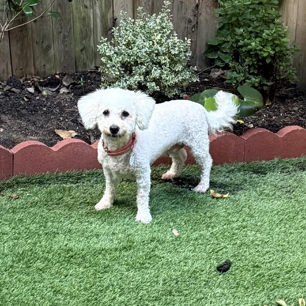Collette, a Adoptable Bichon Frise in West Chester, PA image 5/6