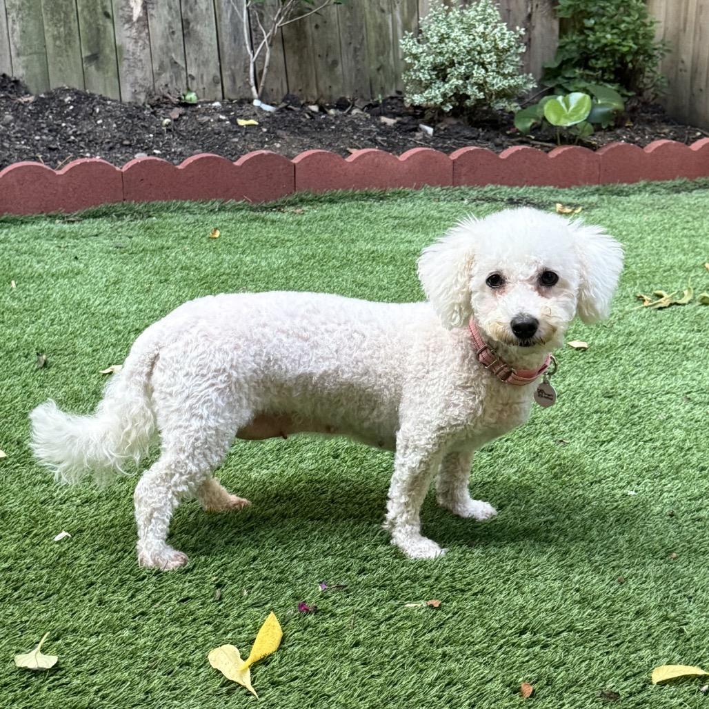 Collette, a Adoptable Bichon Frise in West Chester, PA image 6/6